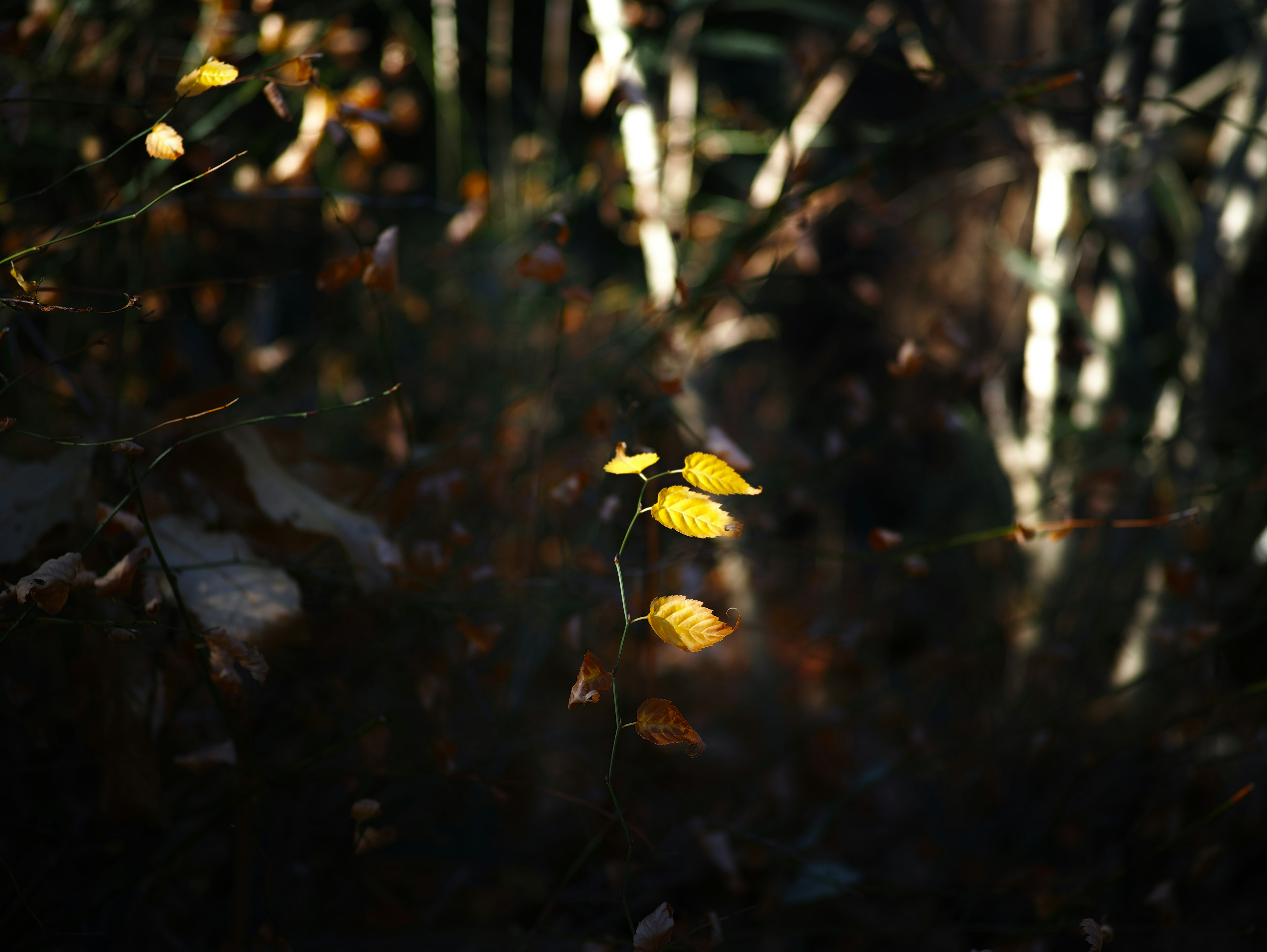 Una scena autunnale sorprendente con foglie gialle illuminate su uno sfondo scuro