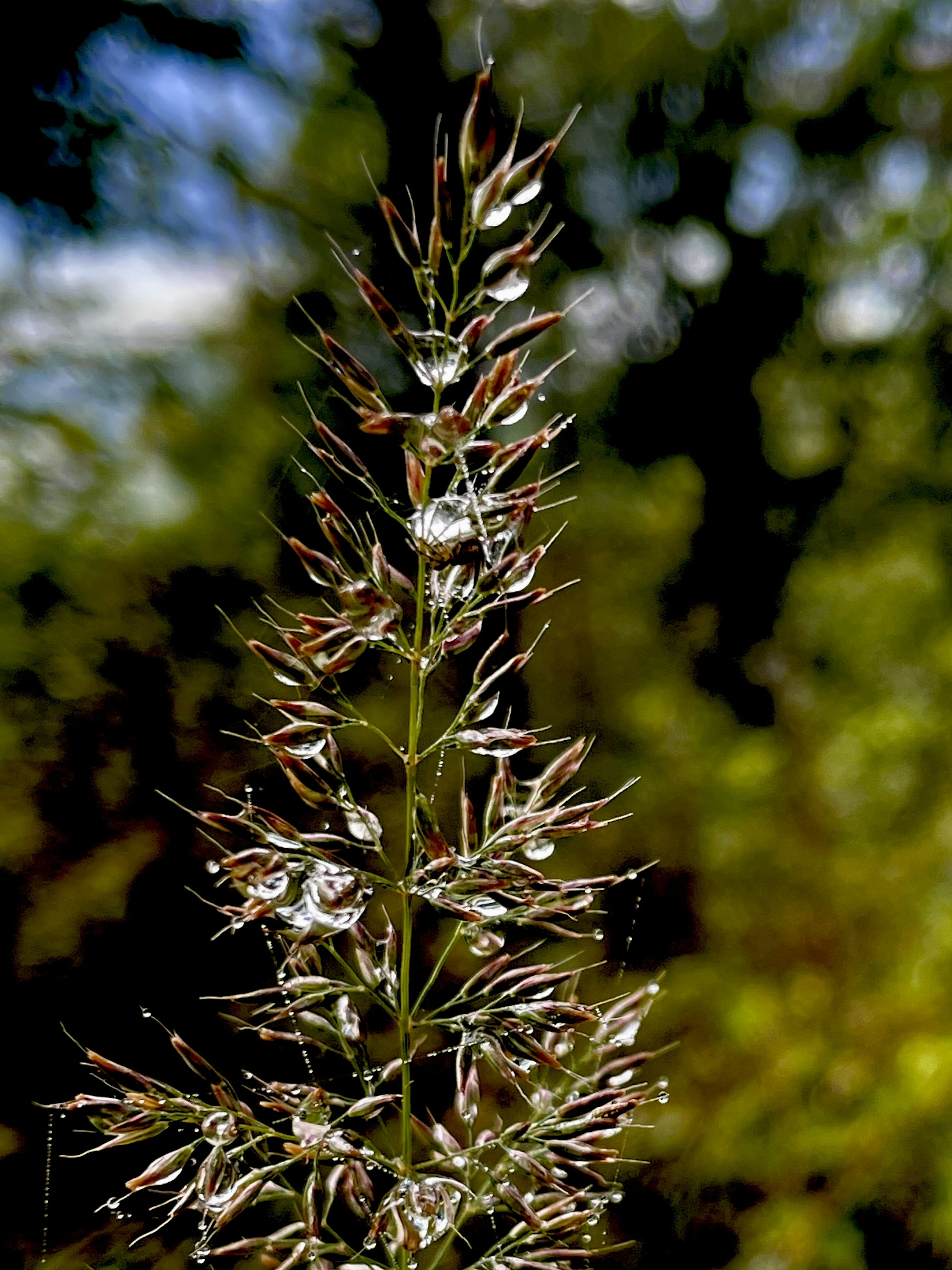 A tall grass spike with dew drops against a green background