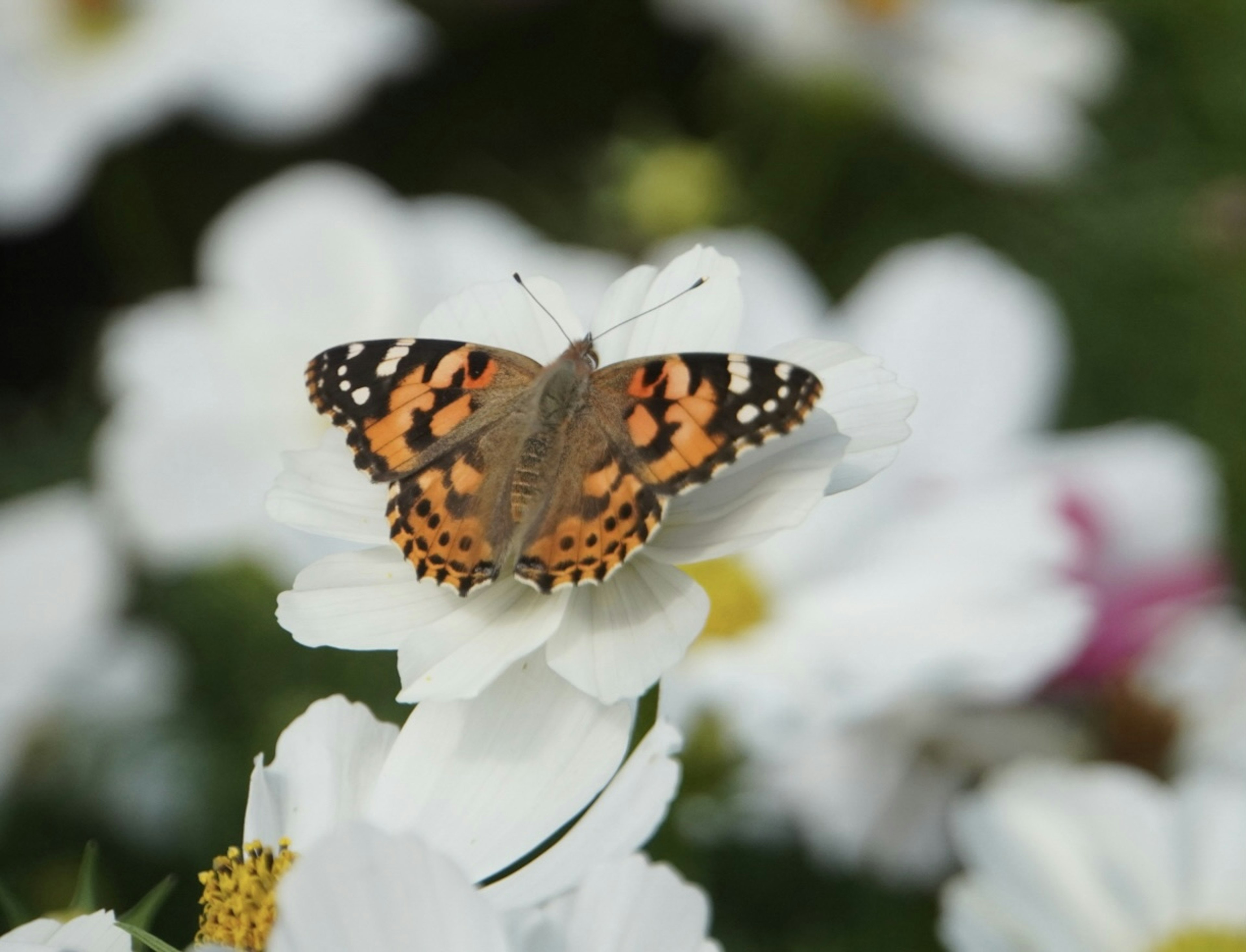 Un papillon avec des motifs orange et noir se reposant sur une fleur blanche