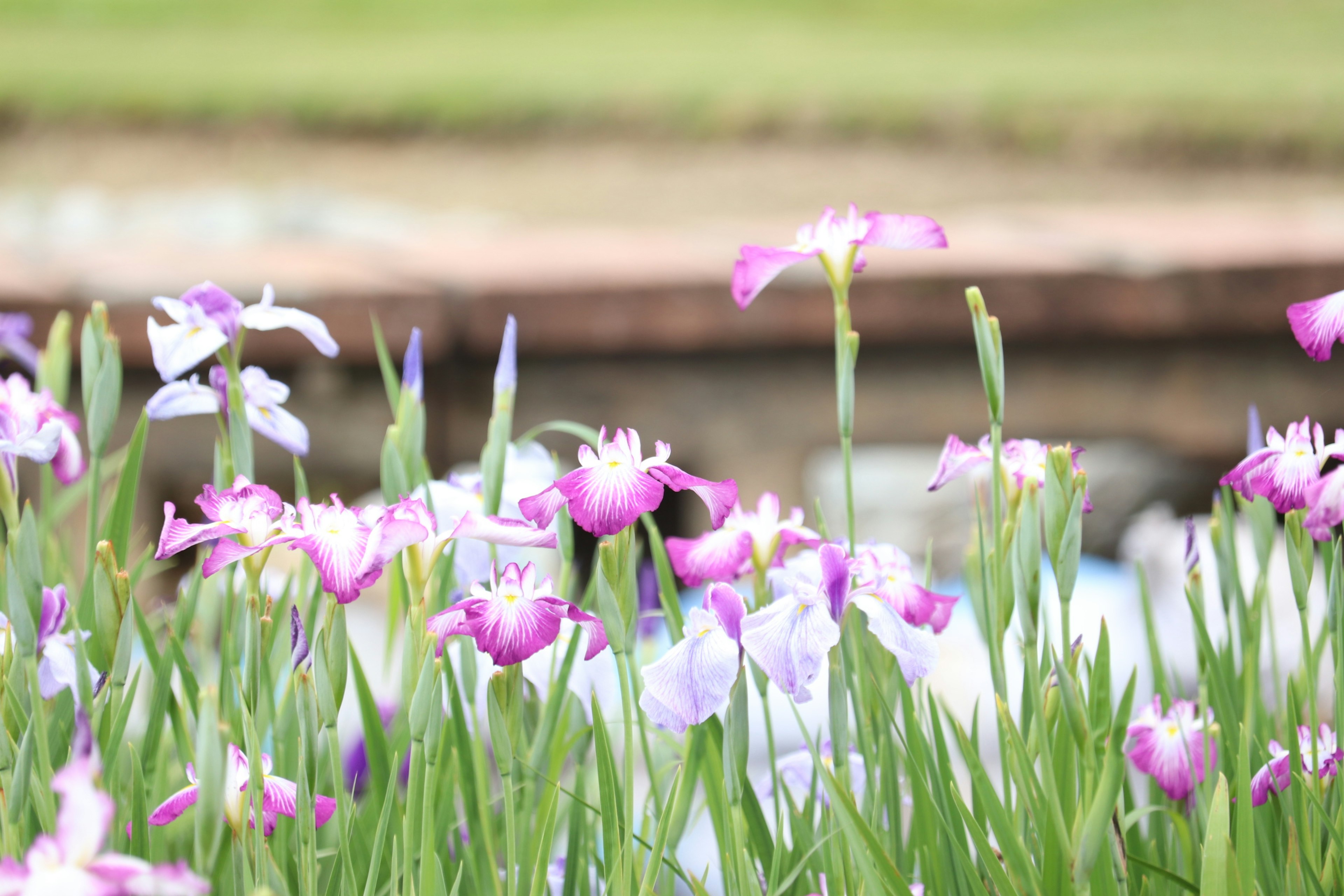 ทิวทัศน์สวยงามของดอกไม้สีม่วงและสีขาวที่บานสะพรั่ง หญ้าสีเขียวและขอบน้ำในพื้นหลัง