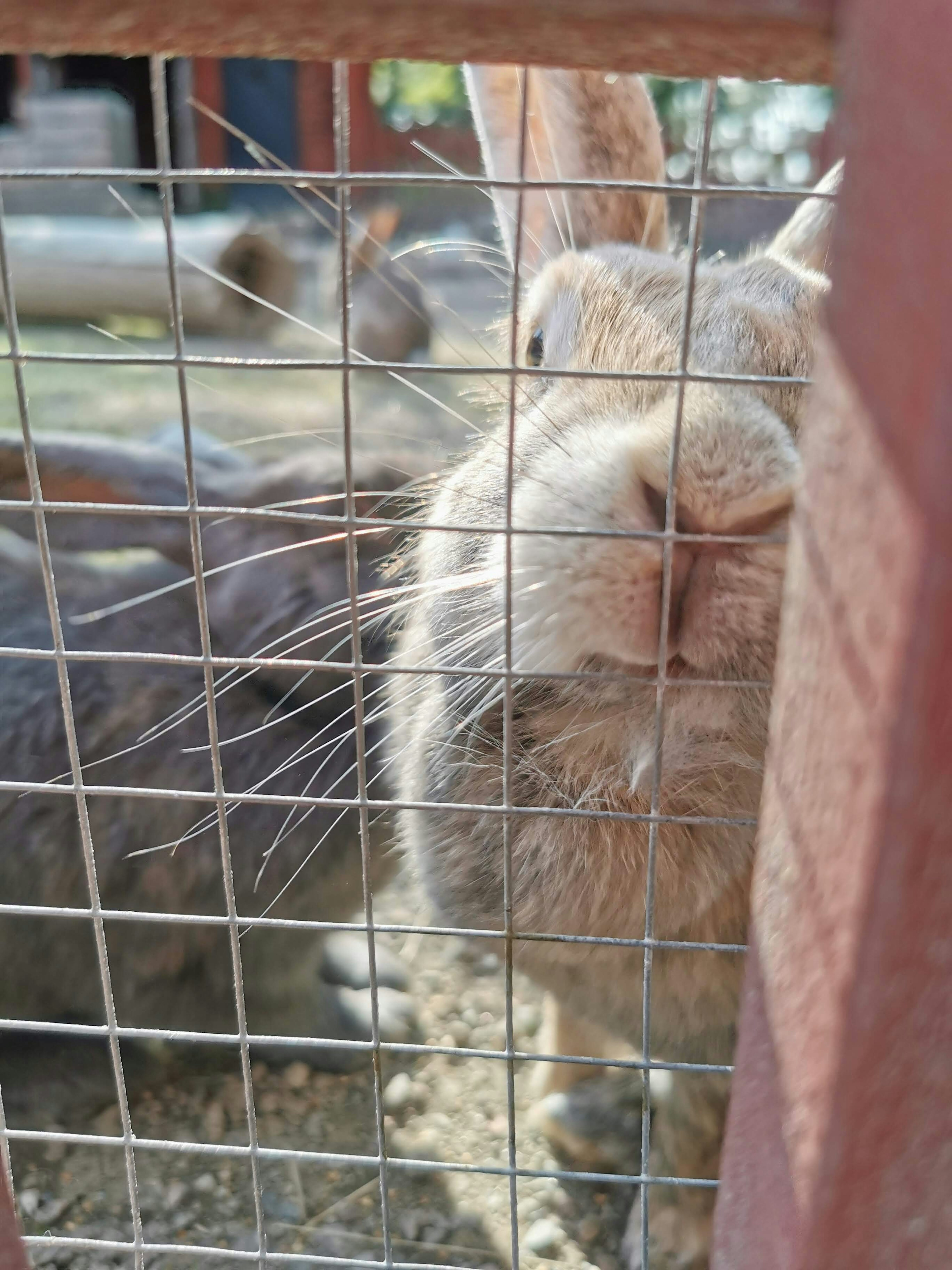 A golden rabbit peering through a wire fence