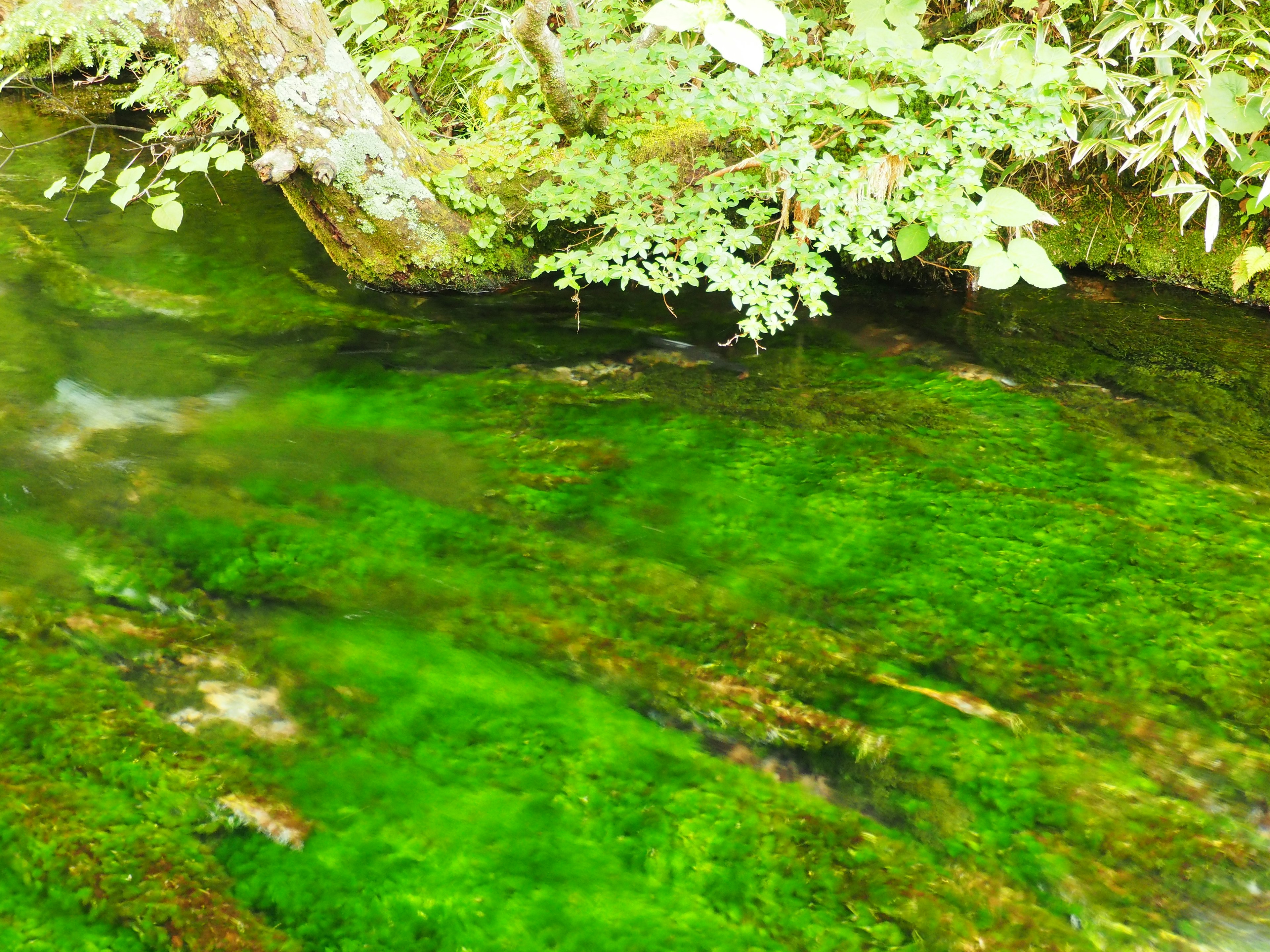 Green moss covering the water surface with surrounding leaves