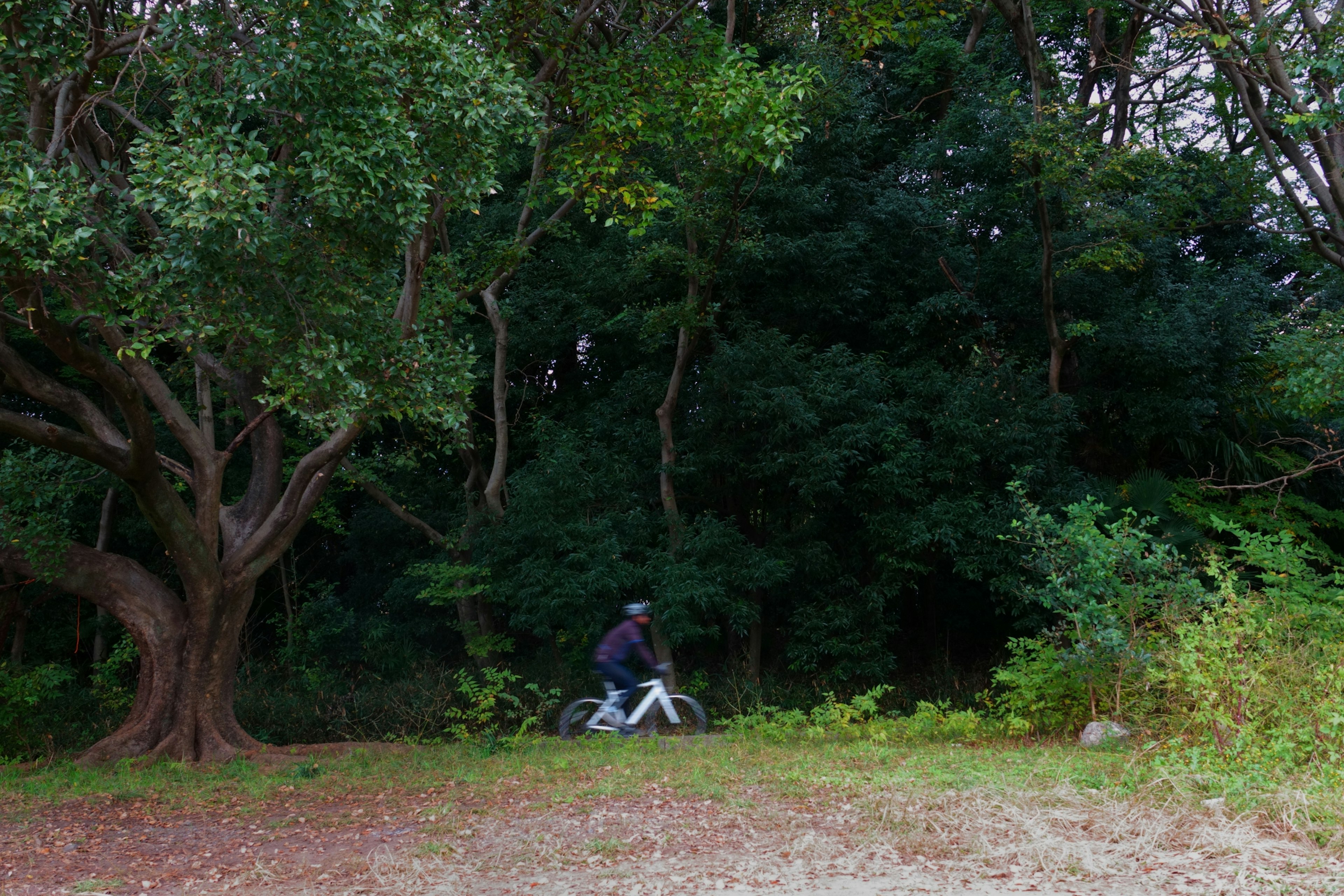 Una persona in bicicletta in una foresta verdeggiante