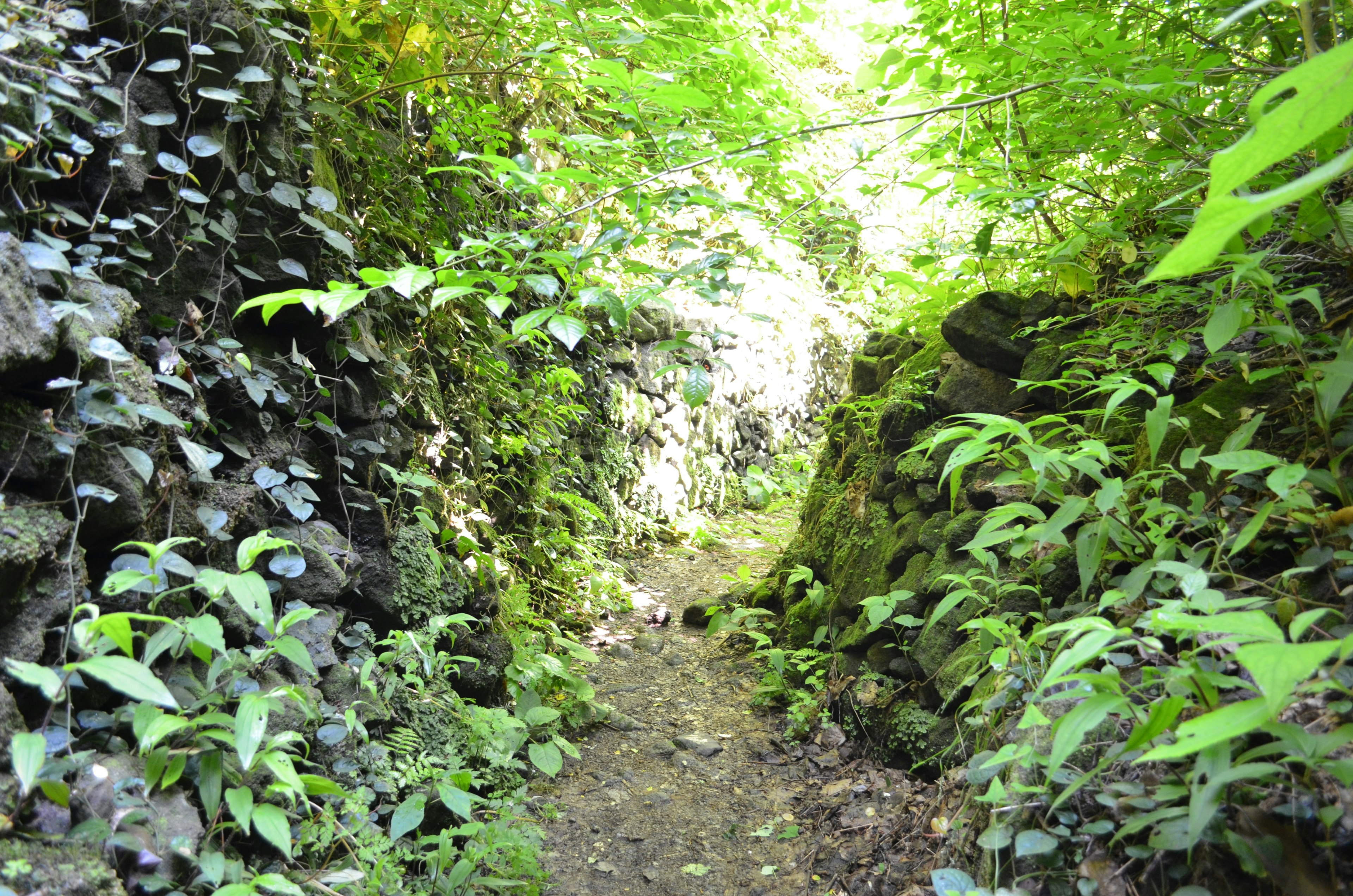 Image d'un chemin forestier verdoyant entouré d'une végétation dense