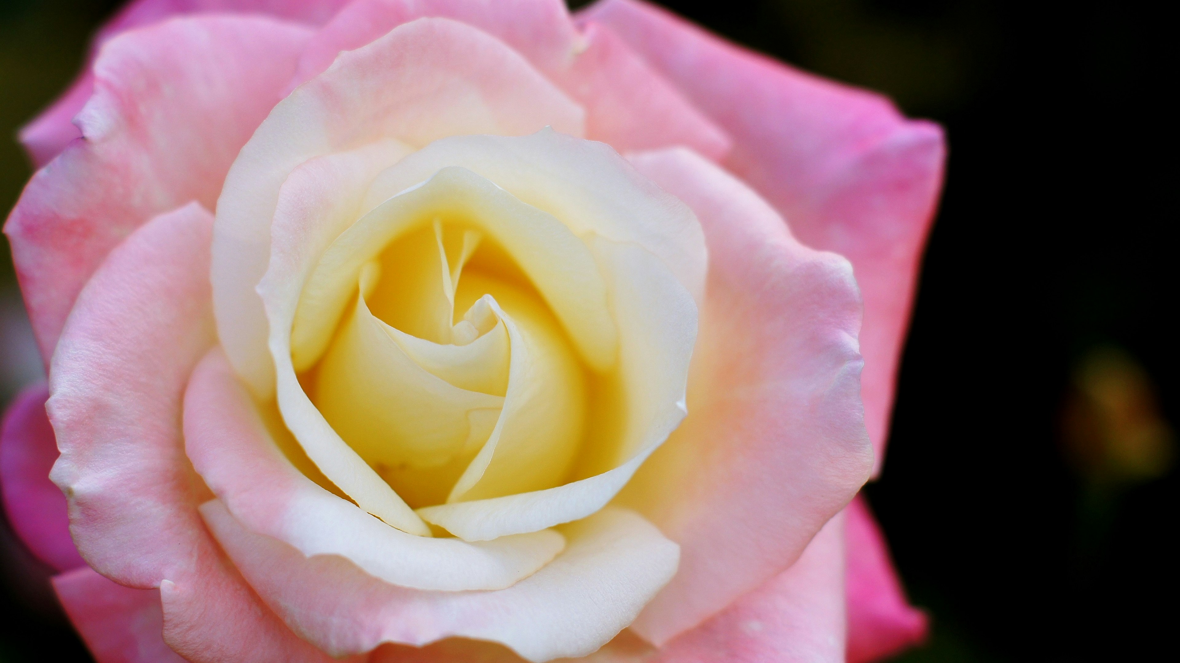 Primo piano di una bella rosa rosa e crema