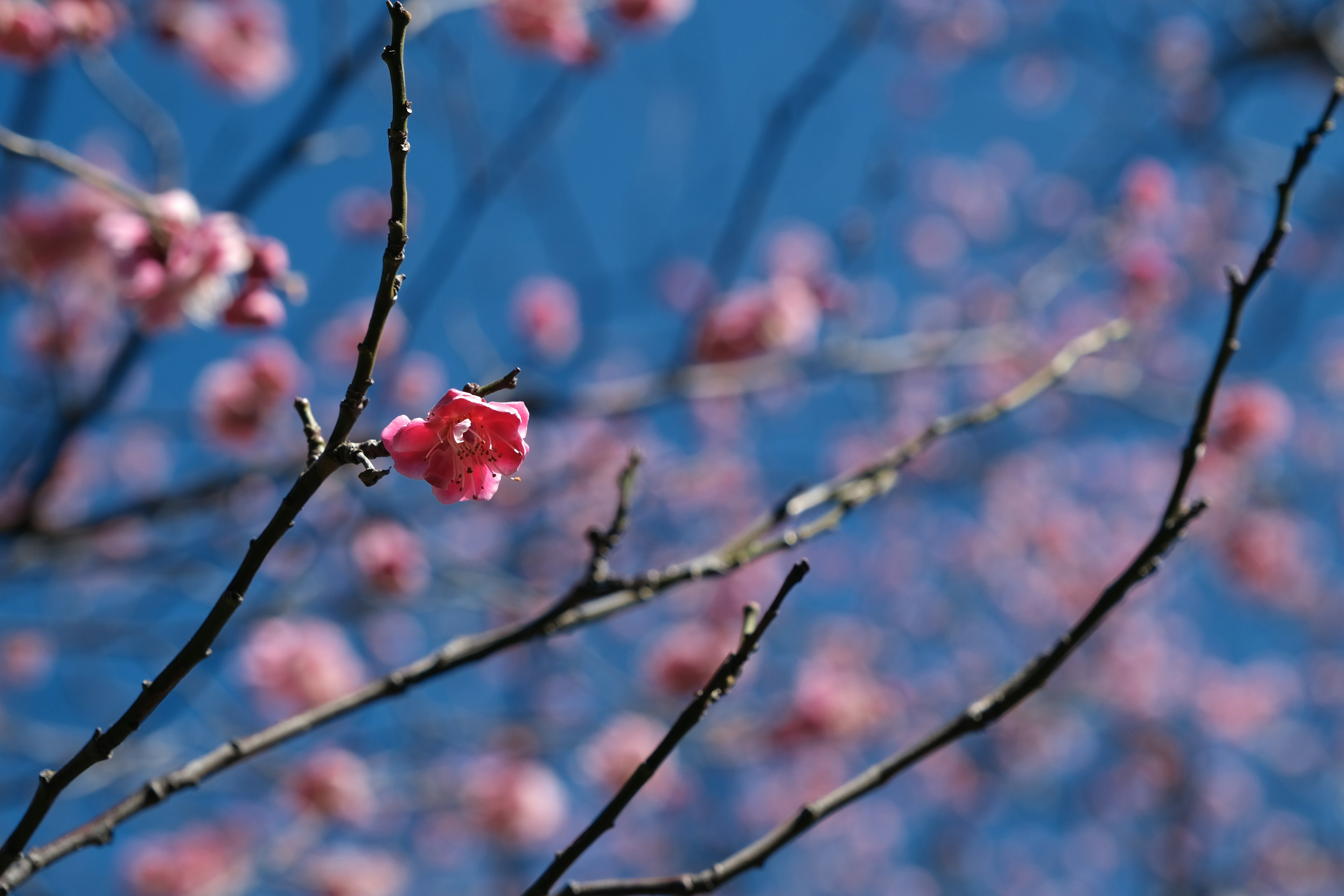 青空の下に咲く桜の花と枝のクローズアップ