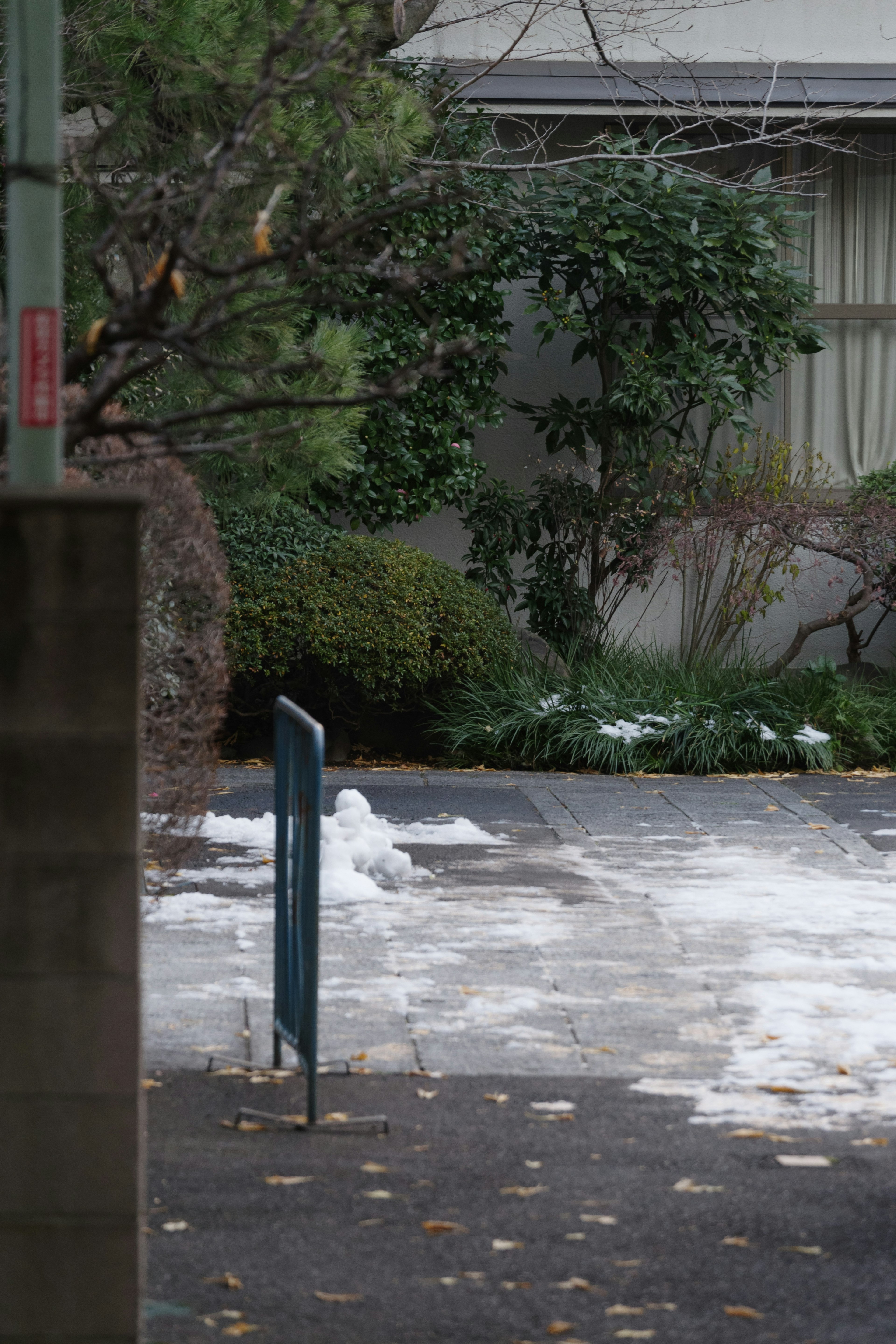 雪が残る庭の小道と緑の植物