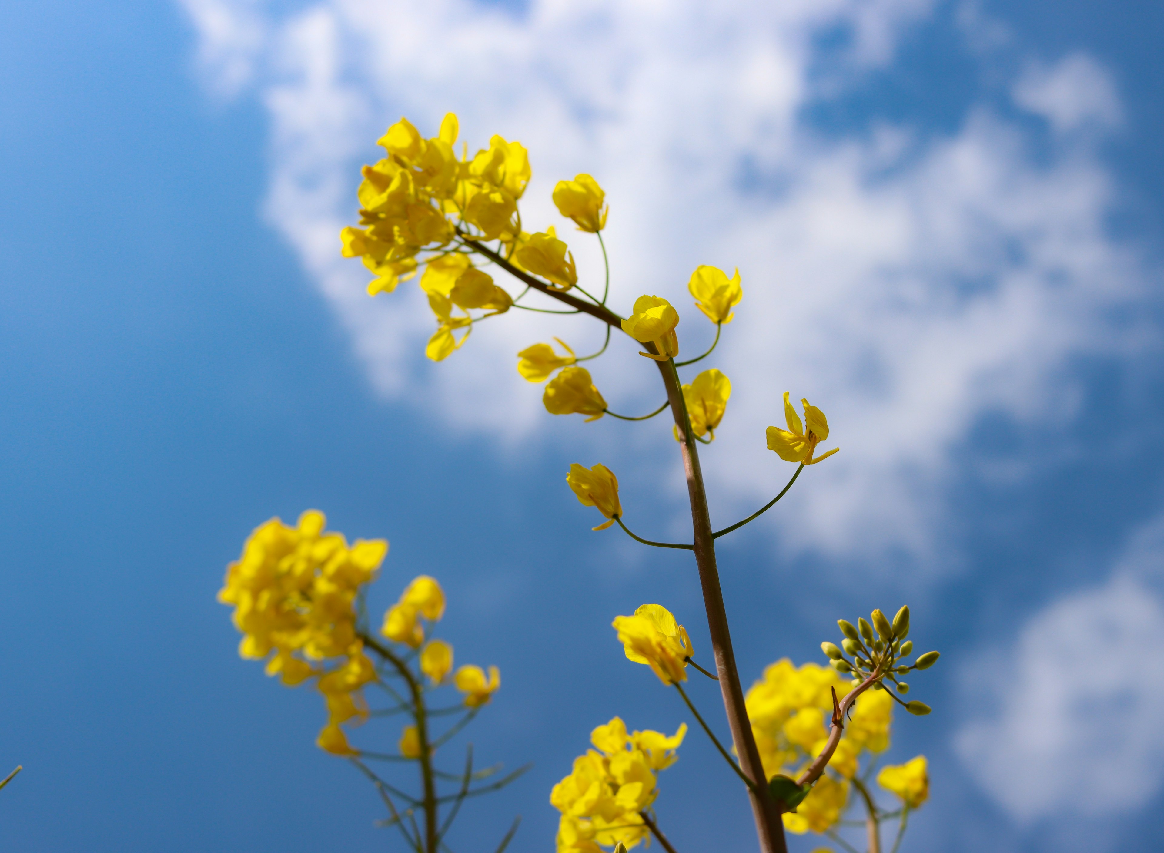 Yellow flowers against a blue sky with fluffy clouds