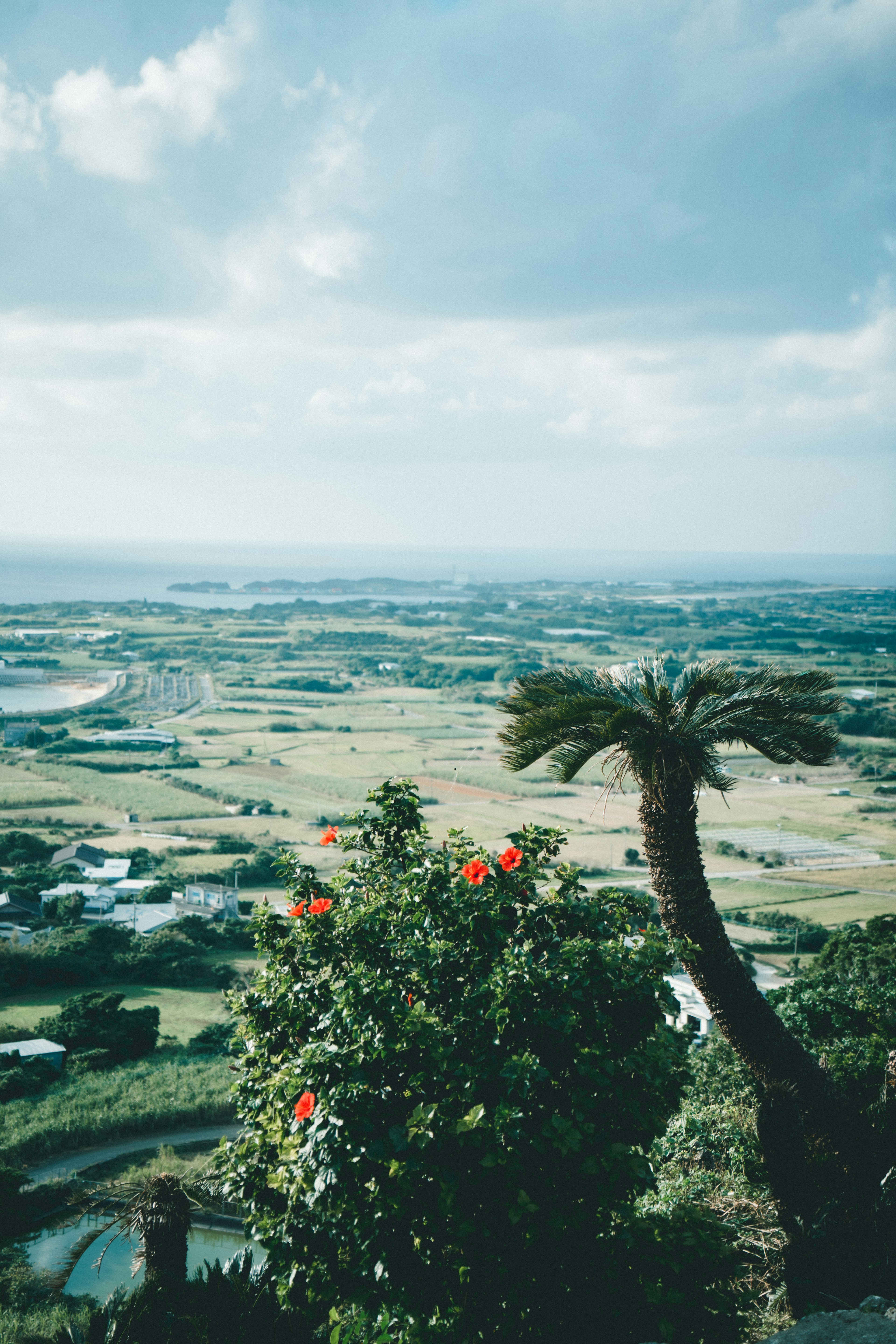 Palmier et plante à fleurs au premier plan avec une vue panoramique sur des champs verdoyants et une côte lointaine