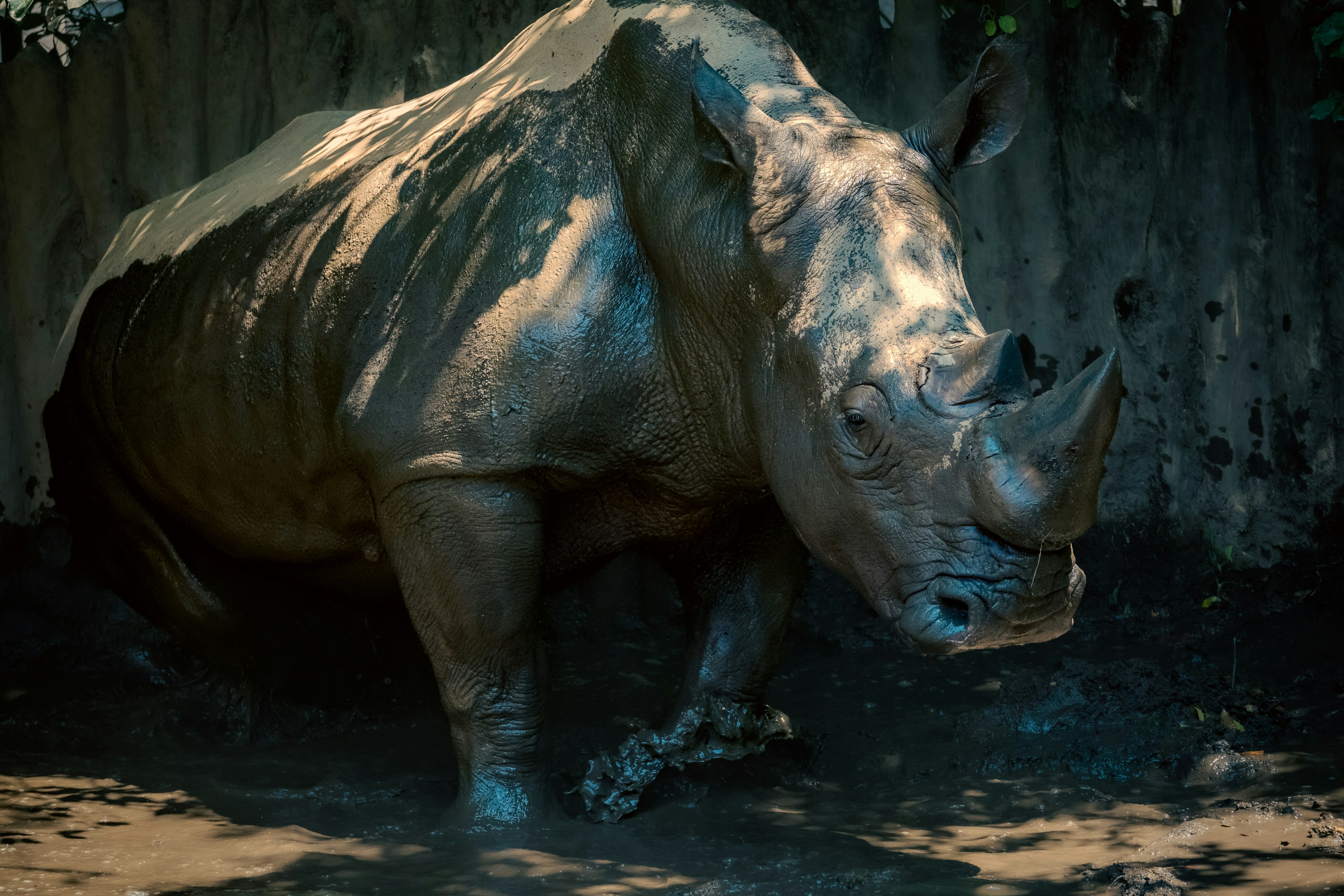 A rhinoceros covered in mud standing near a rock