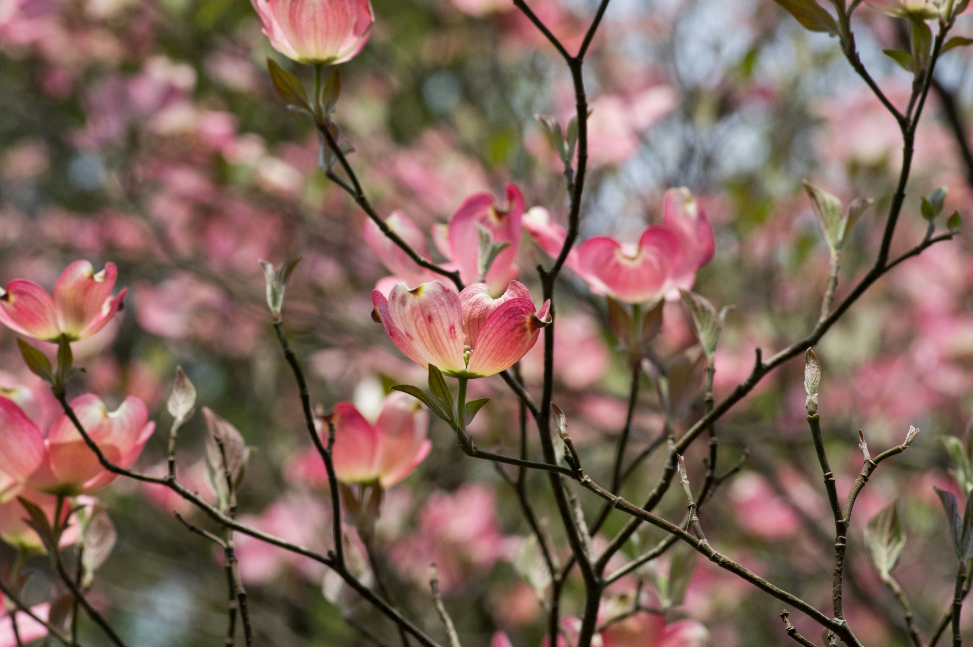 Close-up cabang dengan bunga pink yang mekar