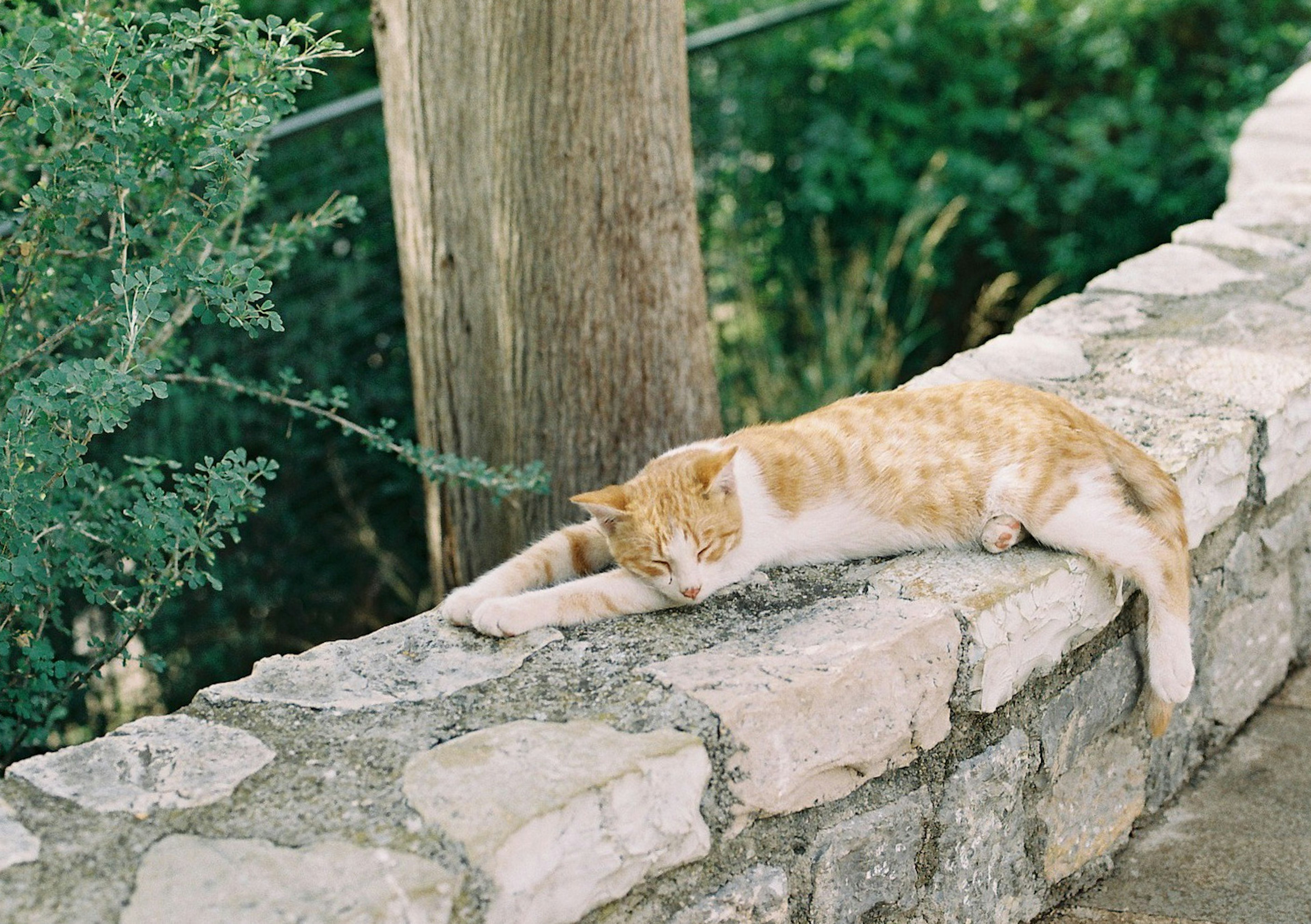 Chat orange et blanc s'étirant sur un mur en pierre