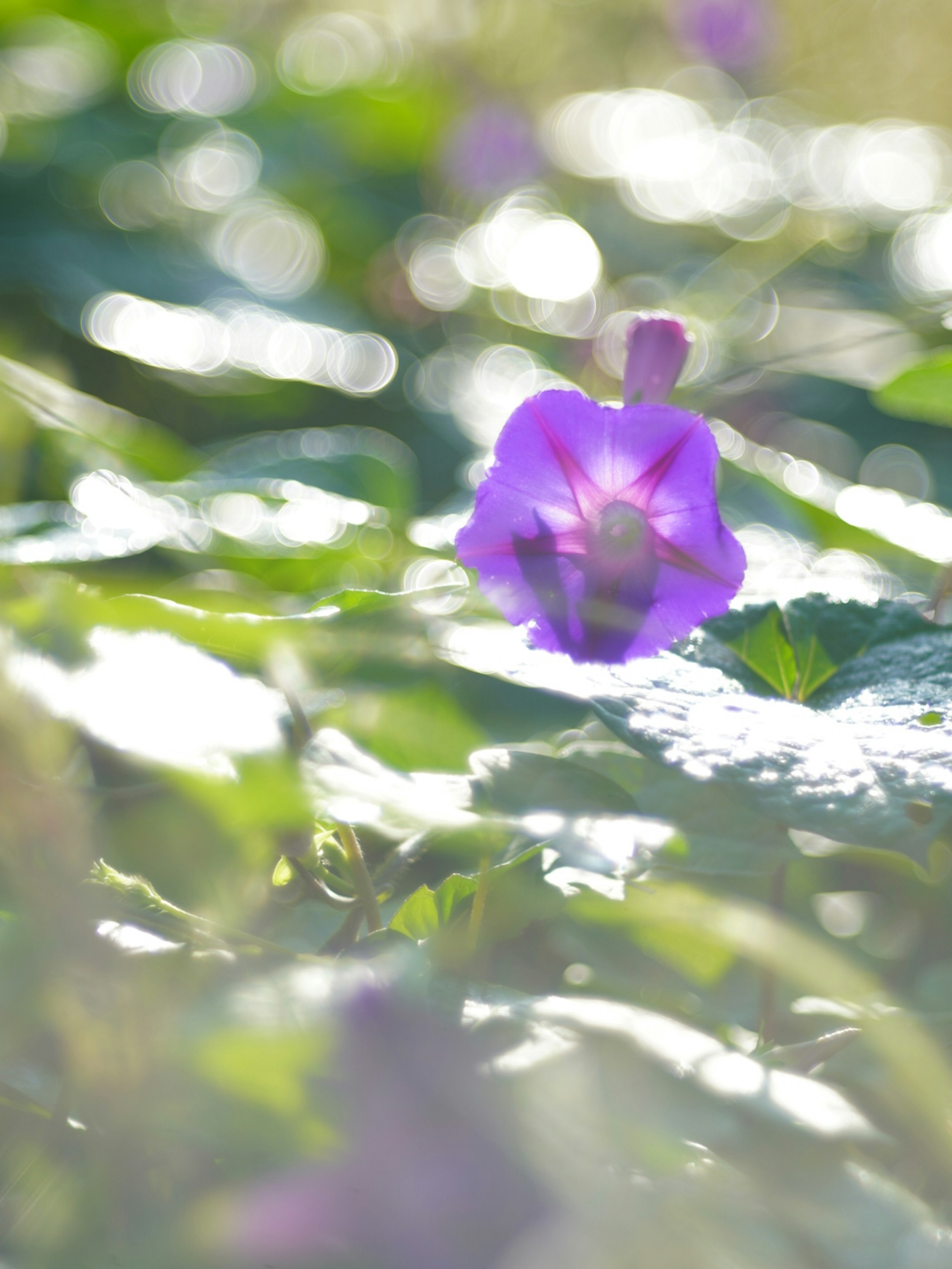 紫色の花が緑の葉の間から顔を出している柔らかい光の中の風景