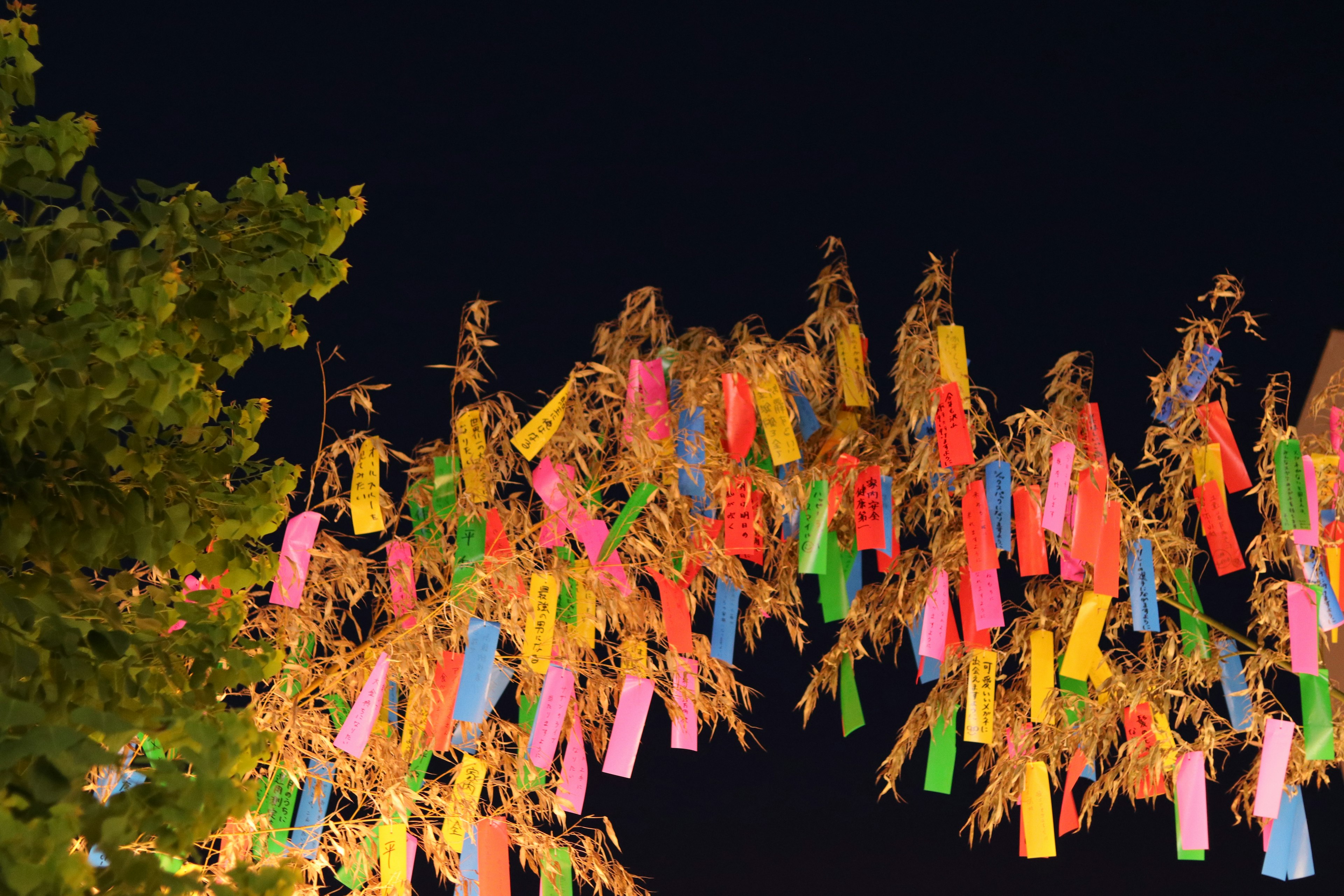 五彩缤纷的短册悬挂在夜空下的竹子上