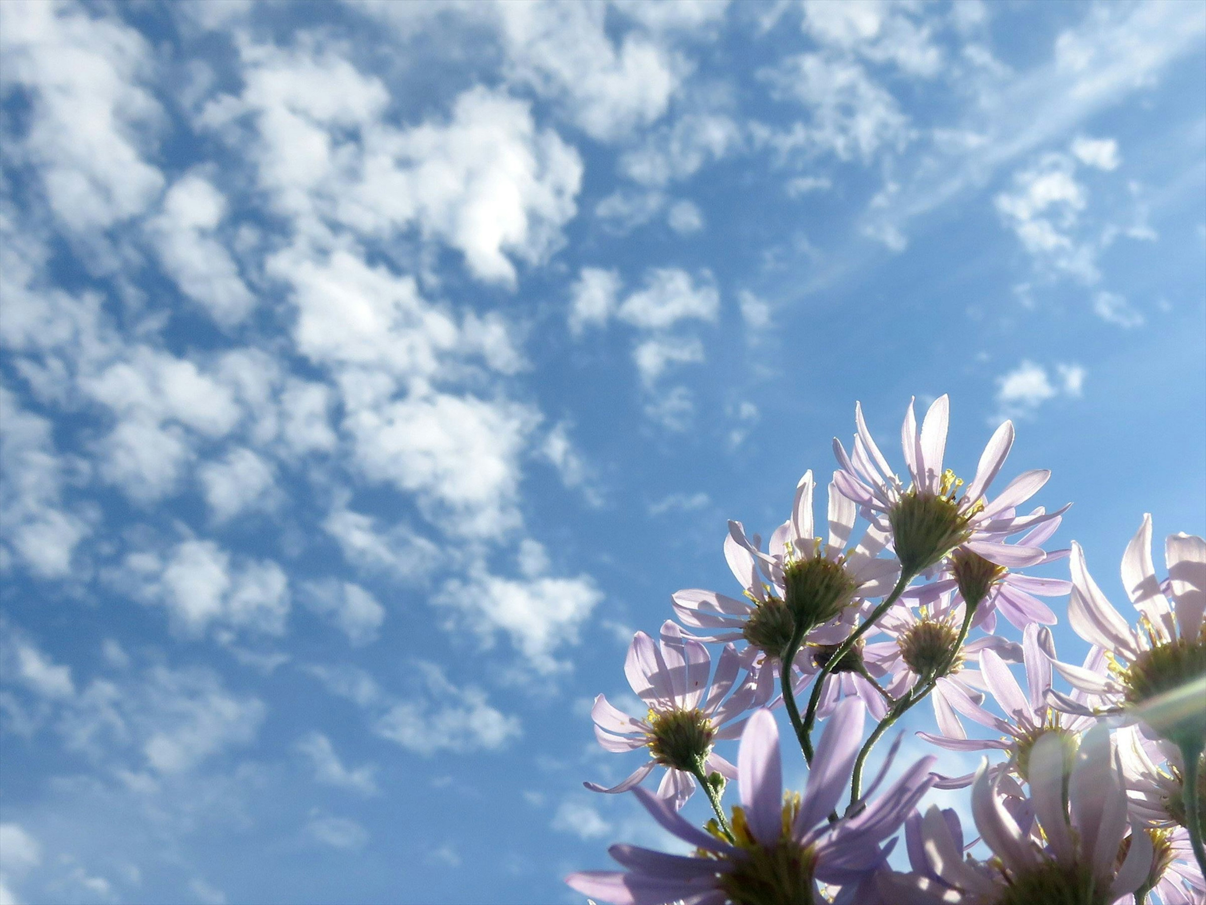 Flores moradas claras contra un cielo azul con nubes blancas