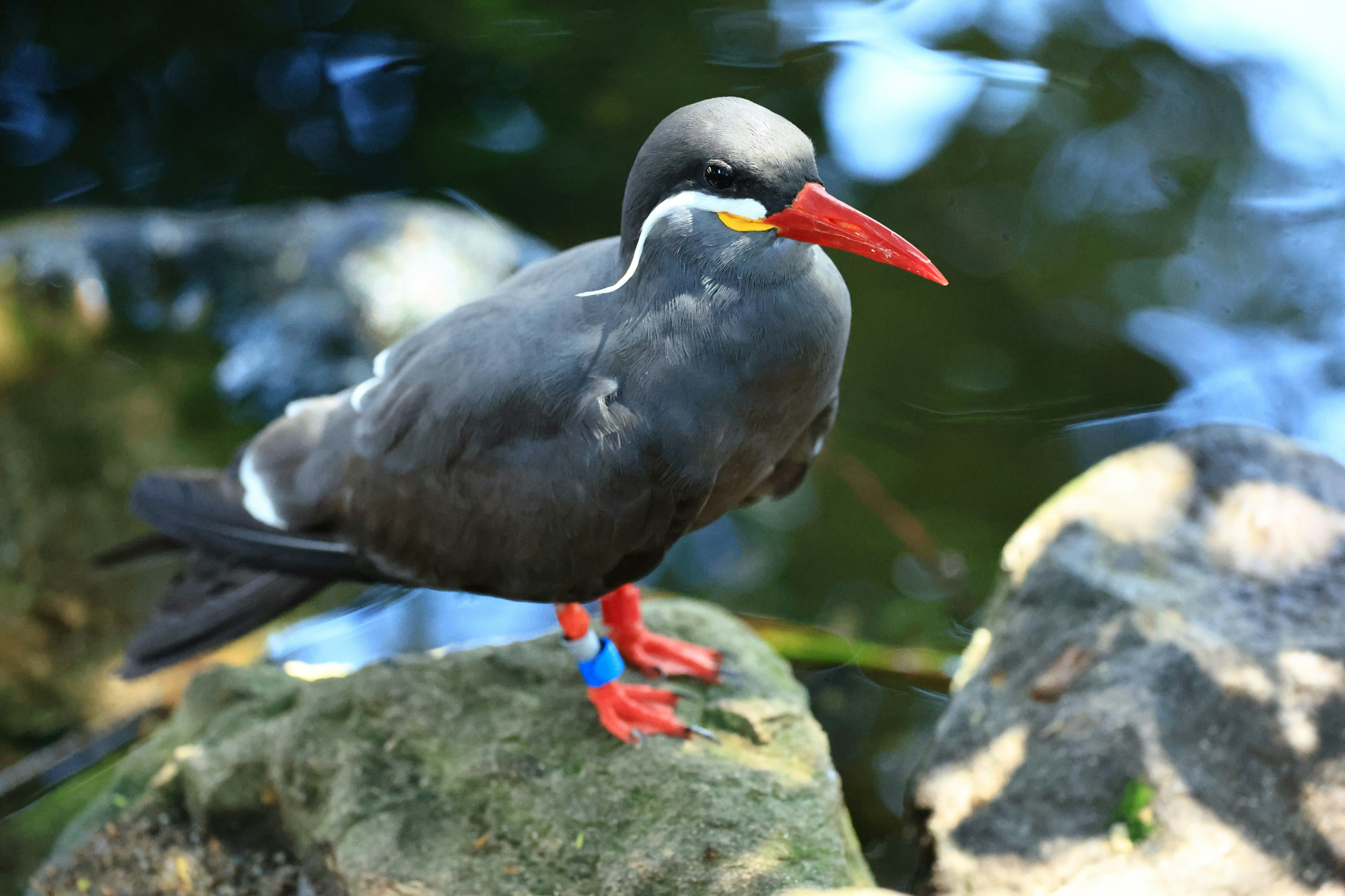 黒い羽毛と赤いくちばしを持つ鳥が岩の上に立っている