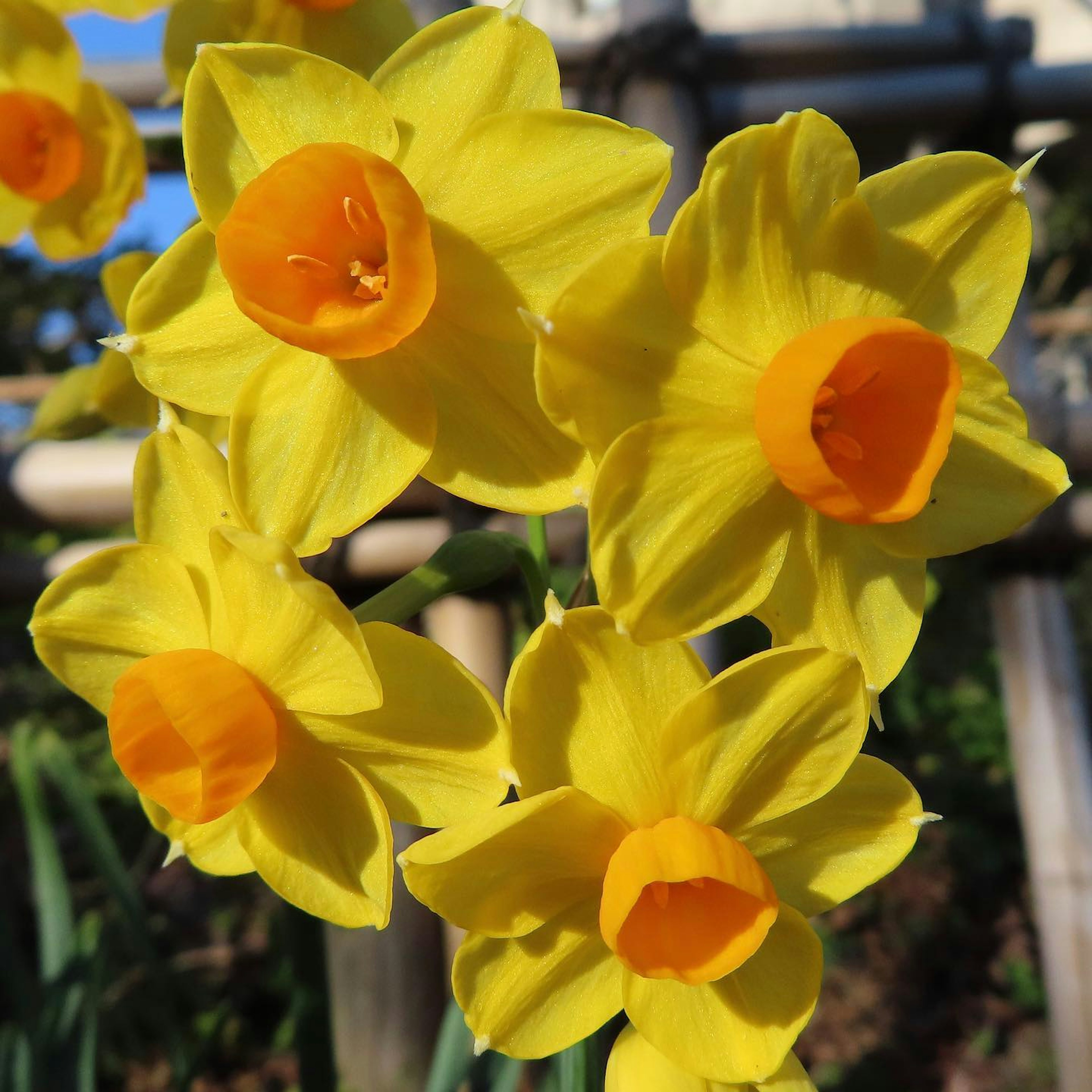 Ansammlung von leuchtend gelben Narzissen in Blüte