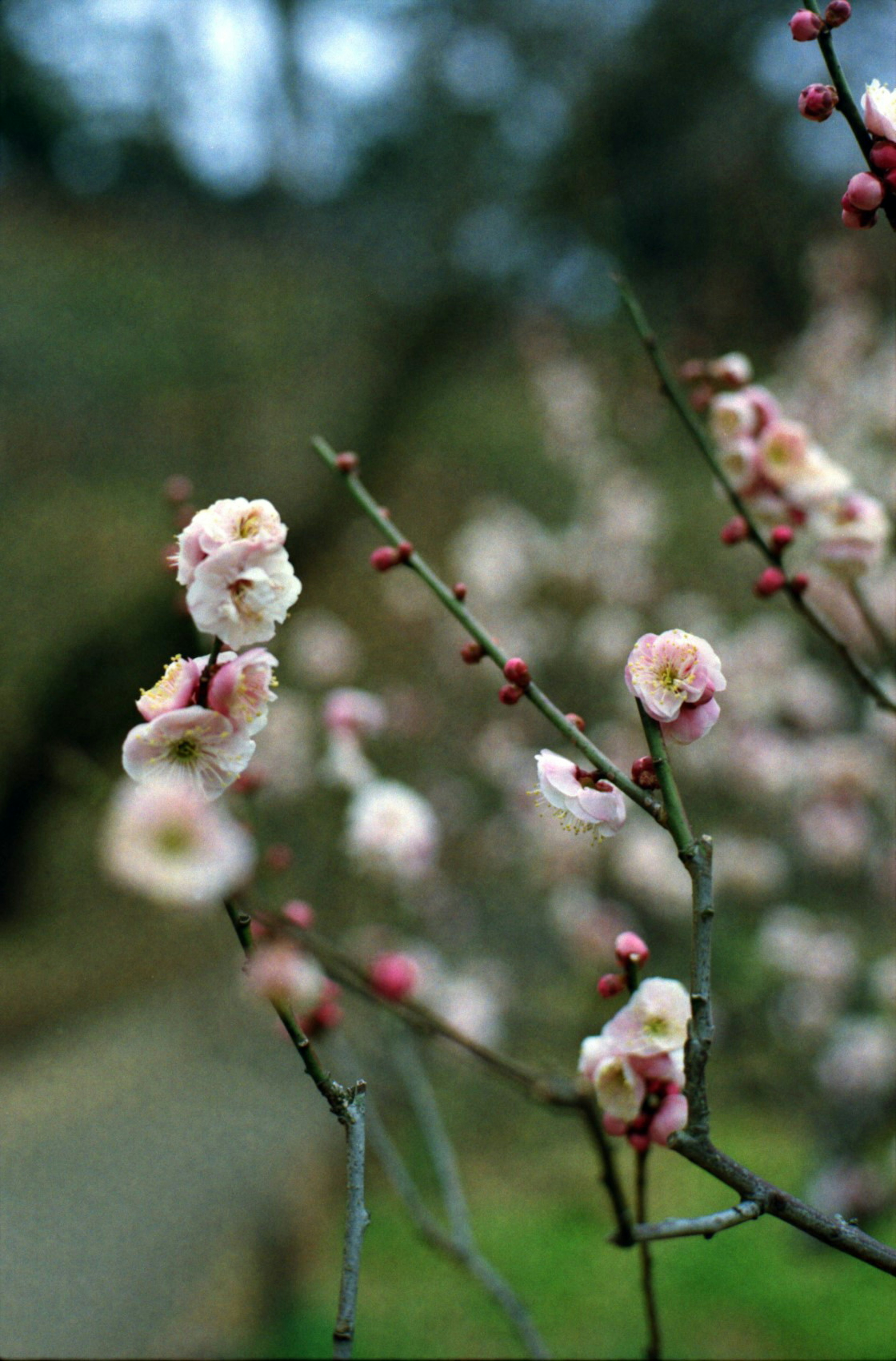 Branch of plum tree with pale pink blossoms in soft focus