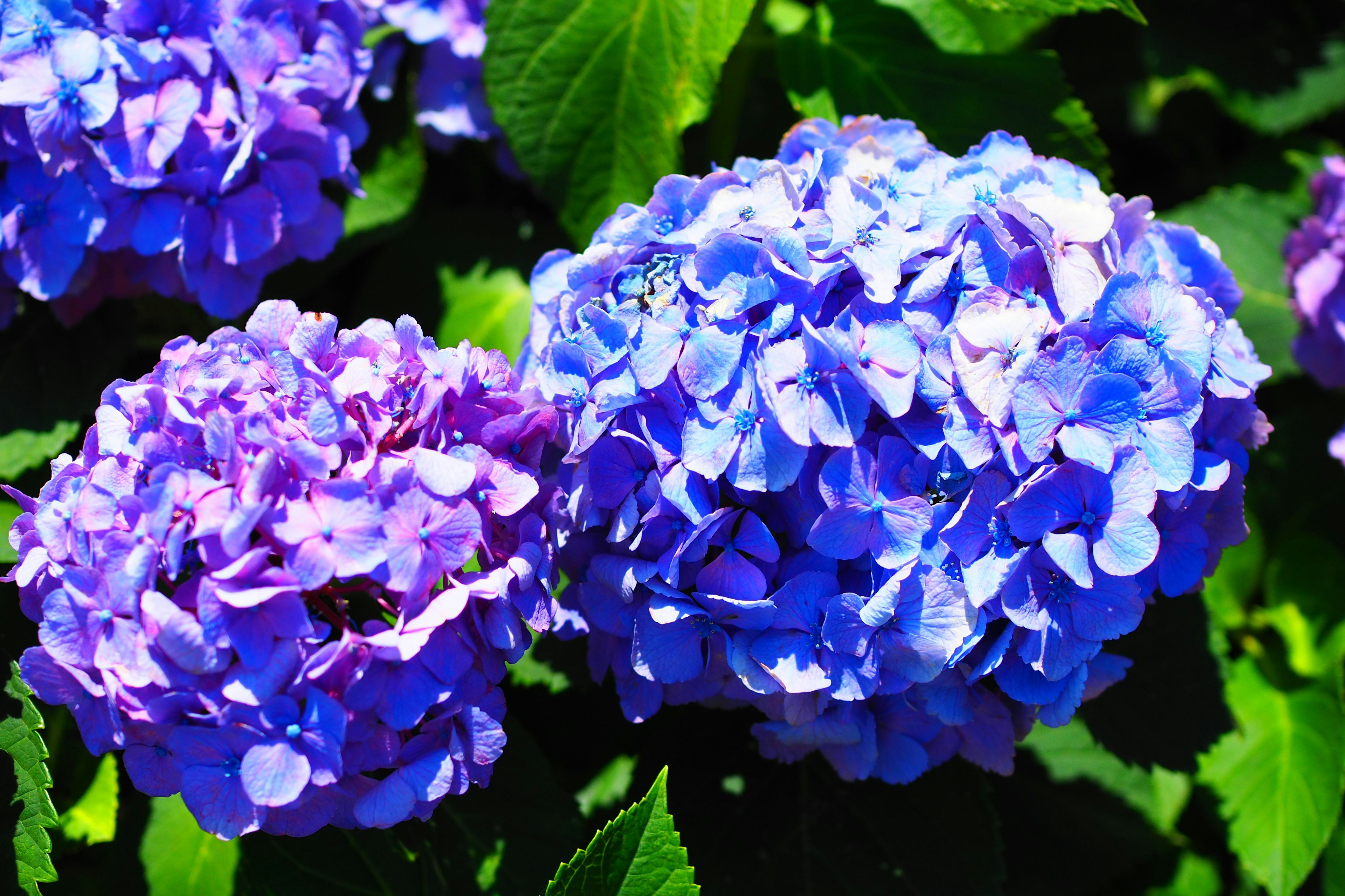 Blaue und violette Hortensienblüten blühen zwischen grünen Blättern