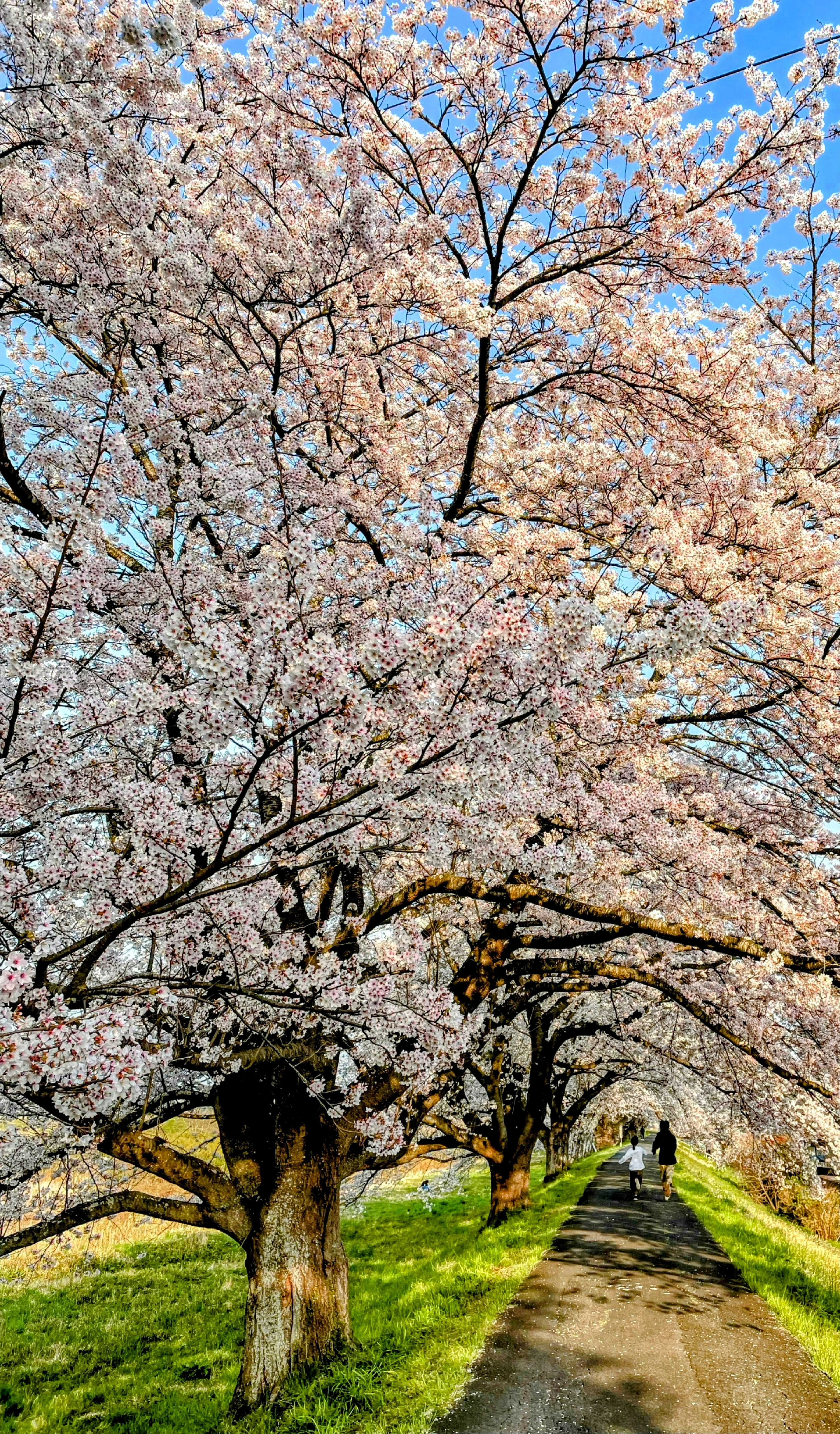 Camino flanqueado por árboles de cerezo y cielo azul