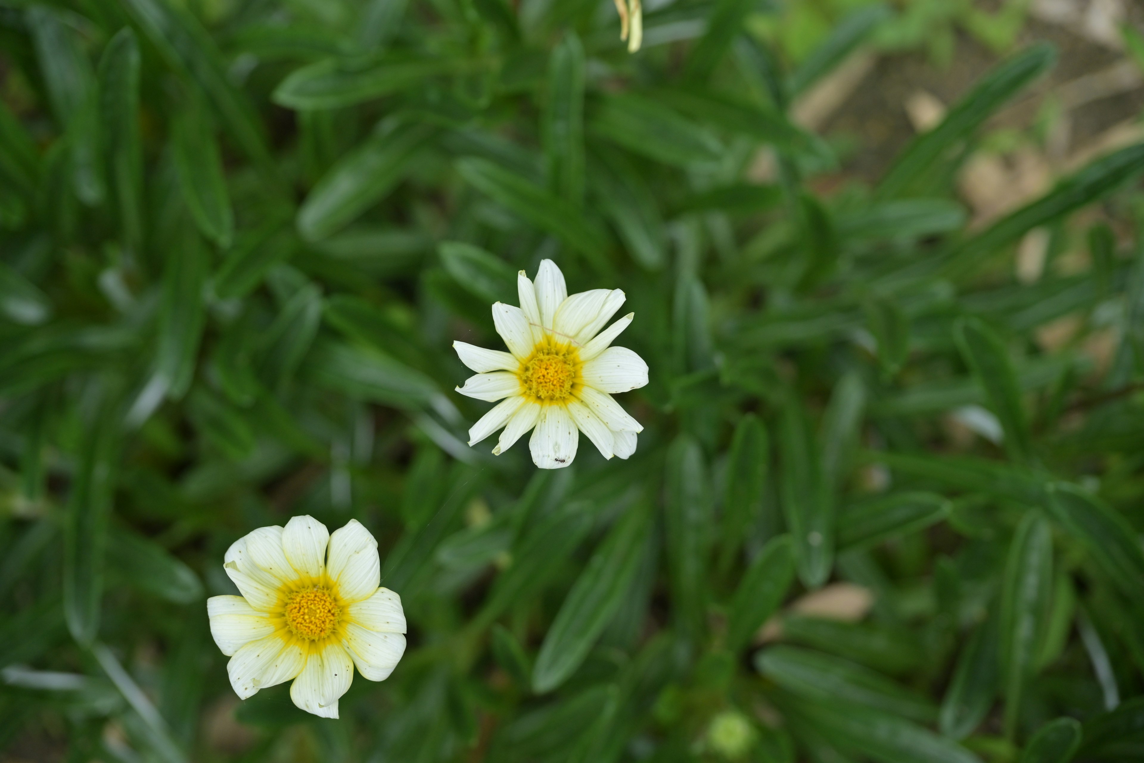 白い花と緑の葉が特徴的な植物の上からの視点