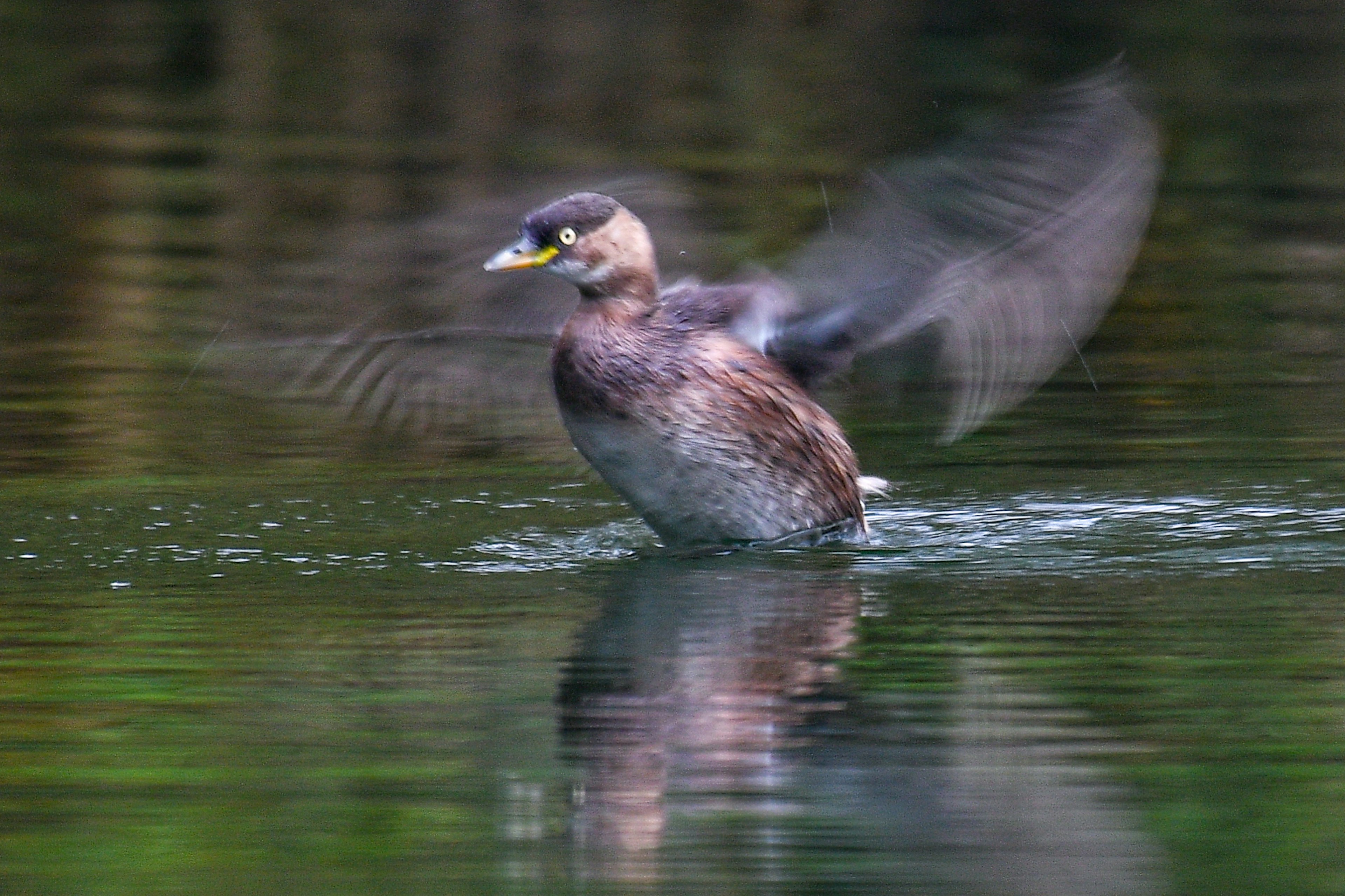 Un oiseau ressemblant à un canard décollant de la surface de l'eau