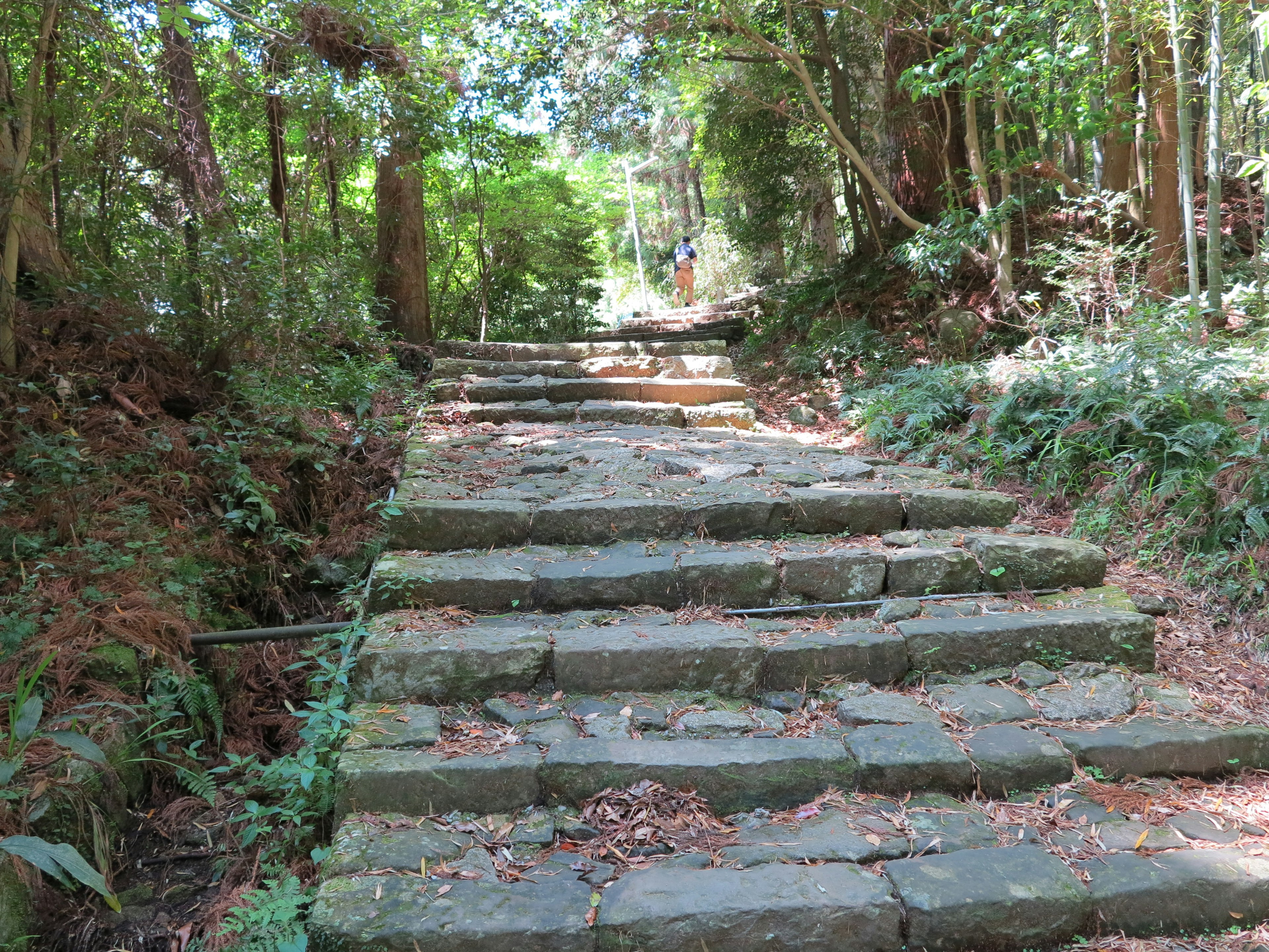 A stone staircase surrounded by lush greenery