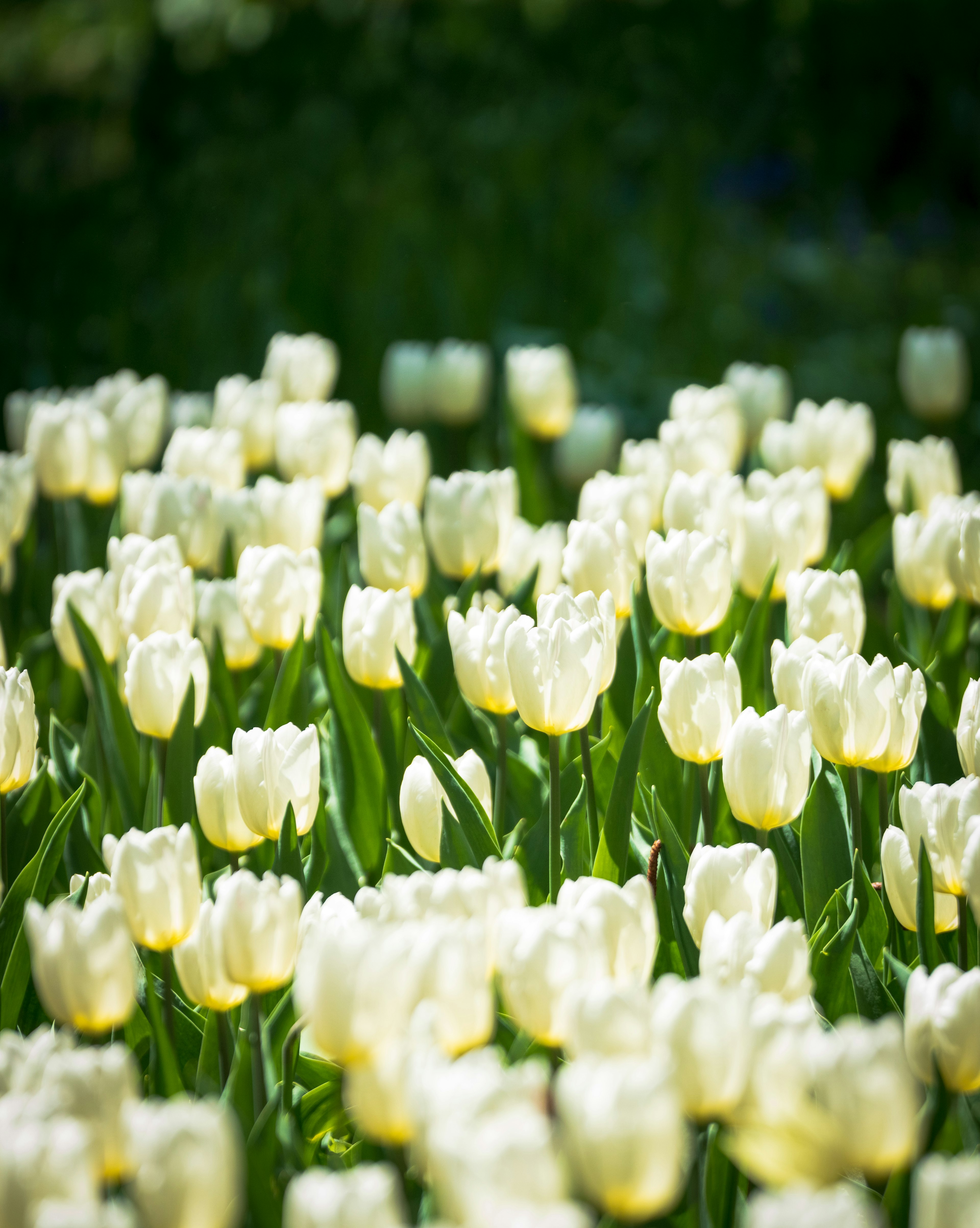 Un bellissimo paesaggio di tulipani bianchi in piena fioritura su uno sfondo verde