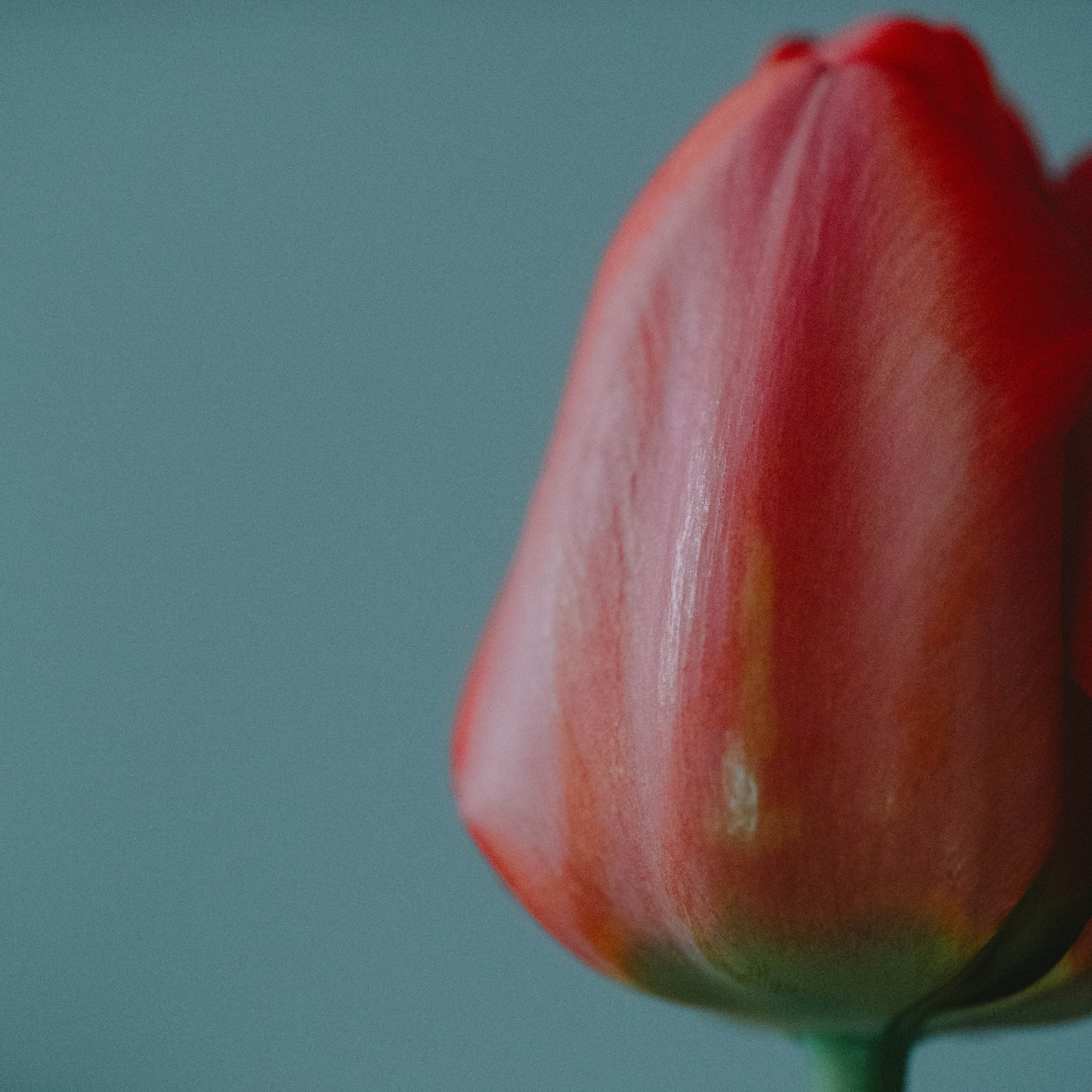 Nahaufnahme einer roten Tulpenblüte mit einem sanften blauen Hintergrund