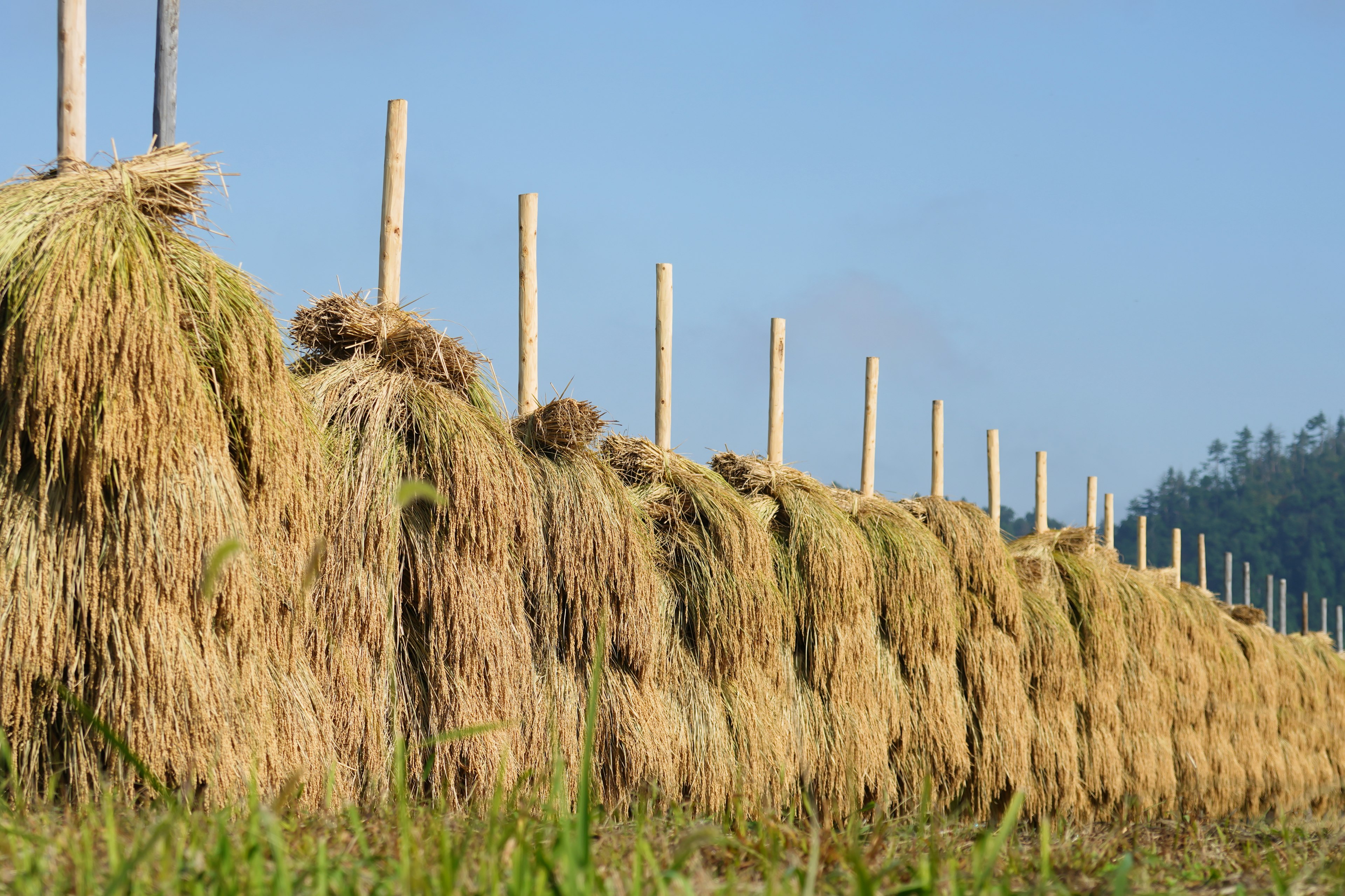 Paquets de paille de riz alignés sous un ciel bleu avec des poteaux en bois