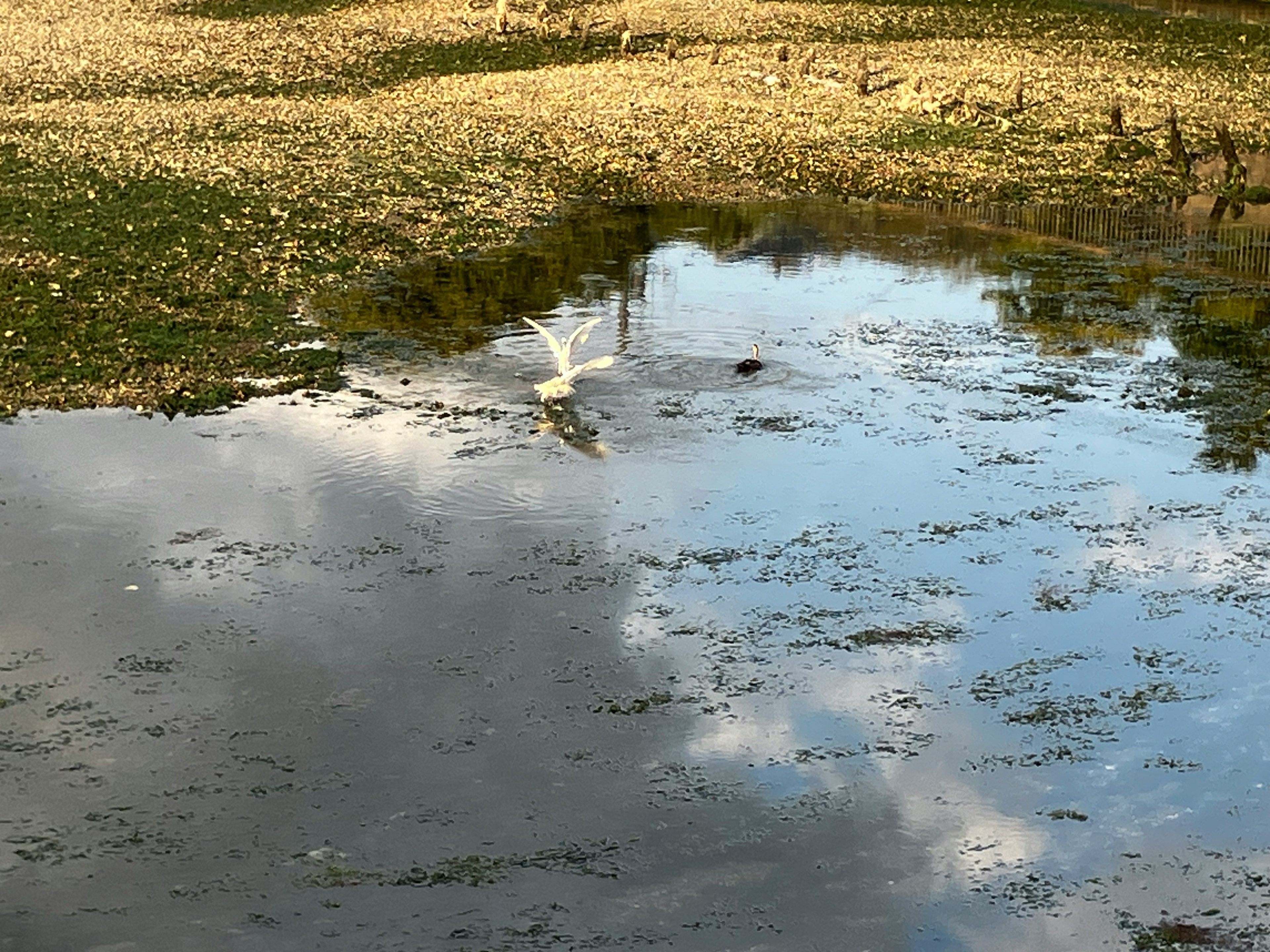 Paesaggio umido con riflessi di nuvole e erba e un uccello bianco che decolla