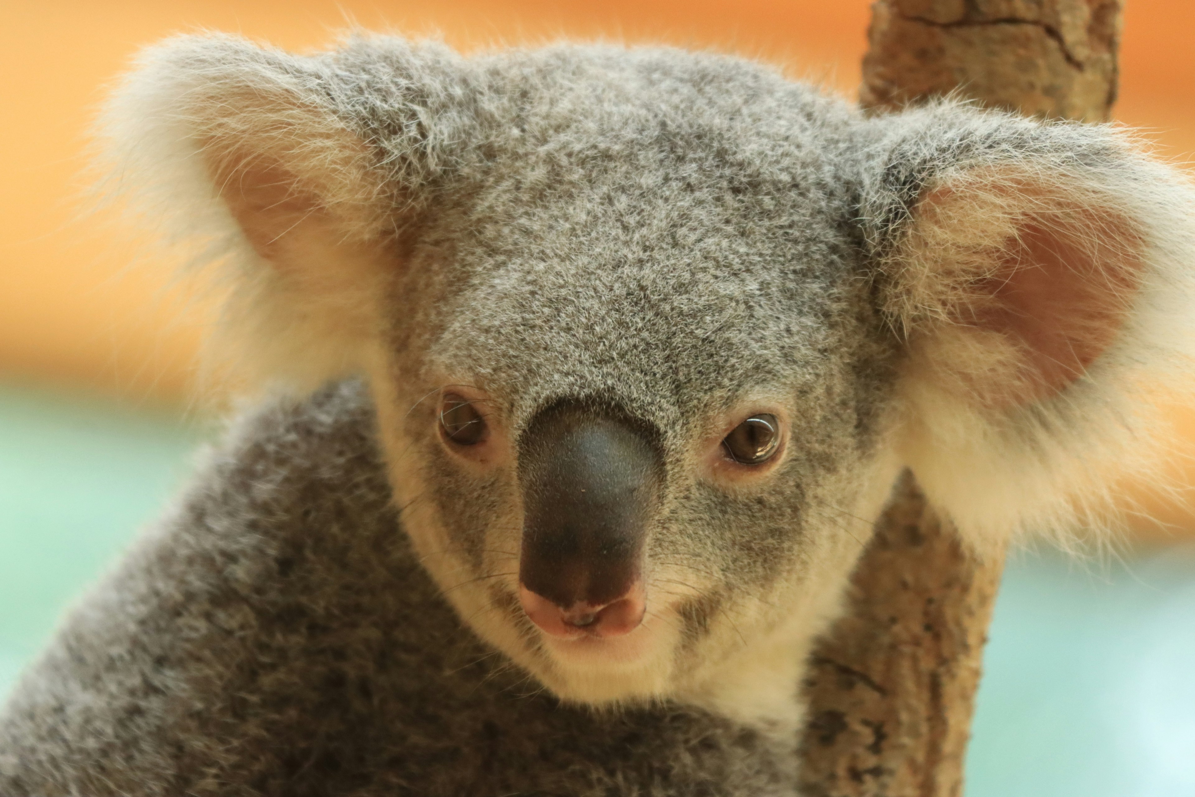 Primo piano di un koala con sfondo di albero visibile