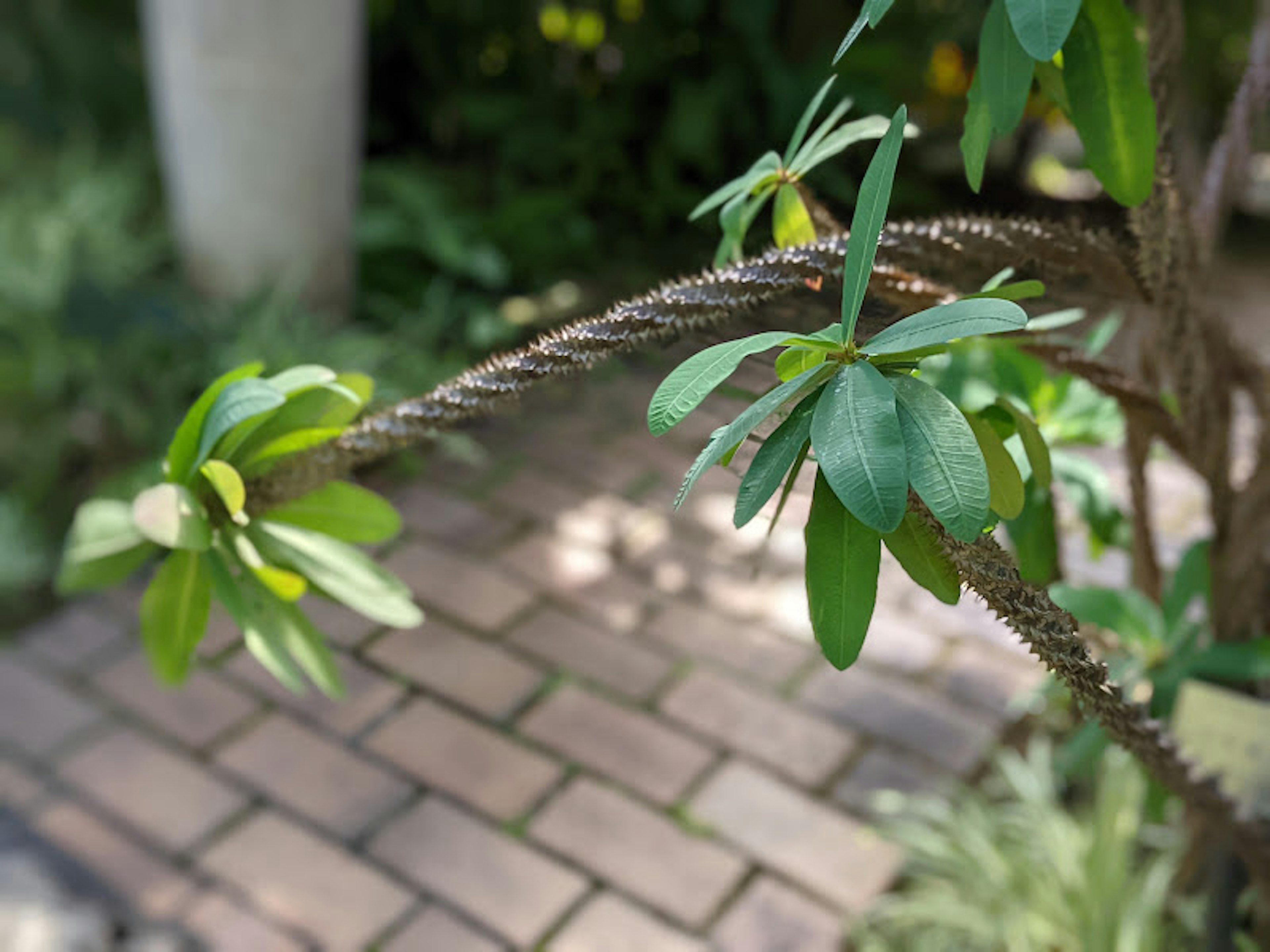 植物特寫，具有綠色葉子和繩索般的枝條