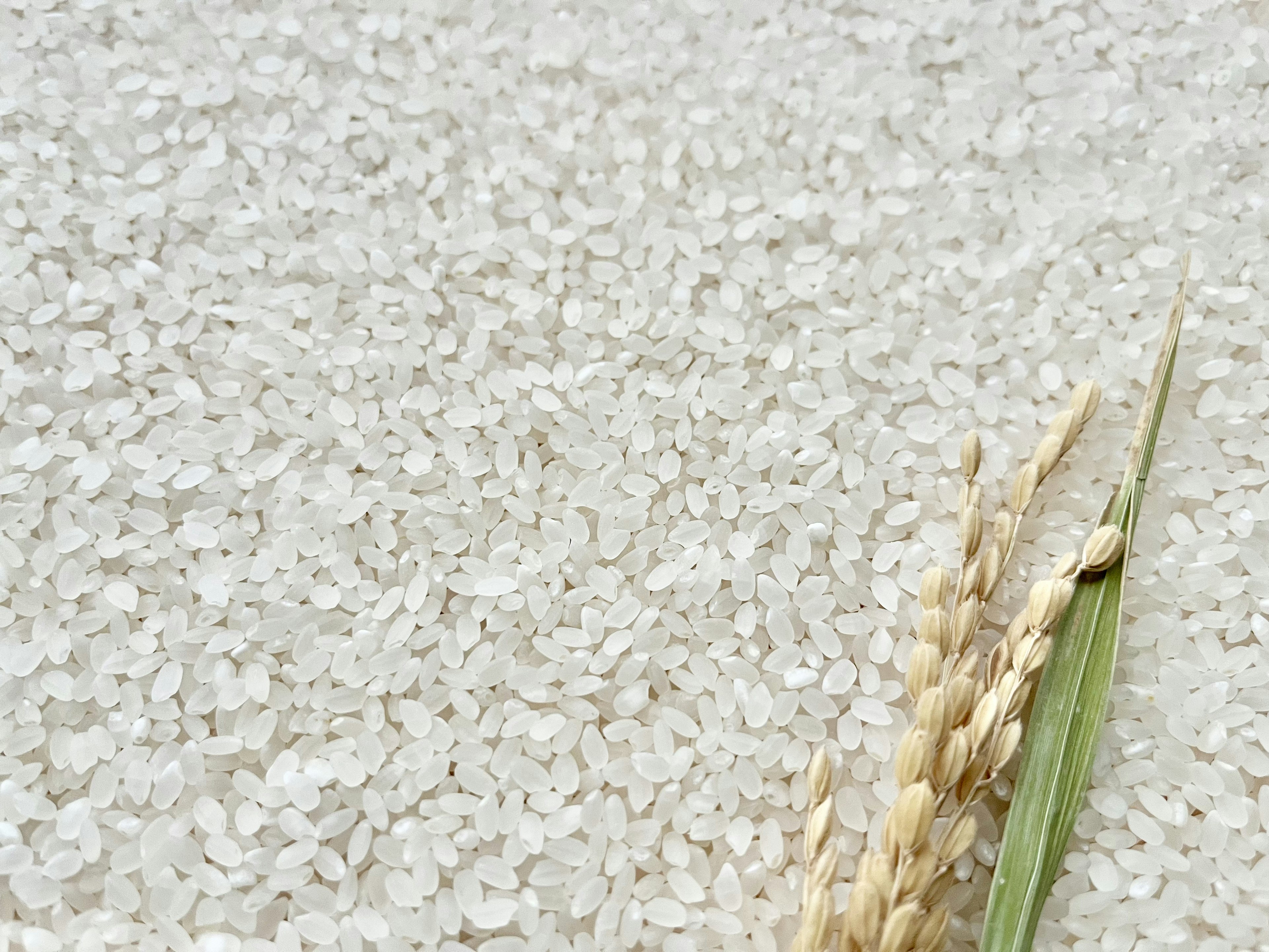 Imagen de arroz crudo con espigas de arroz al lado