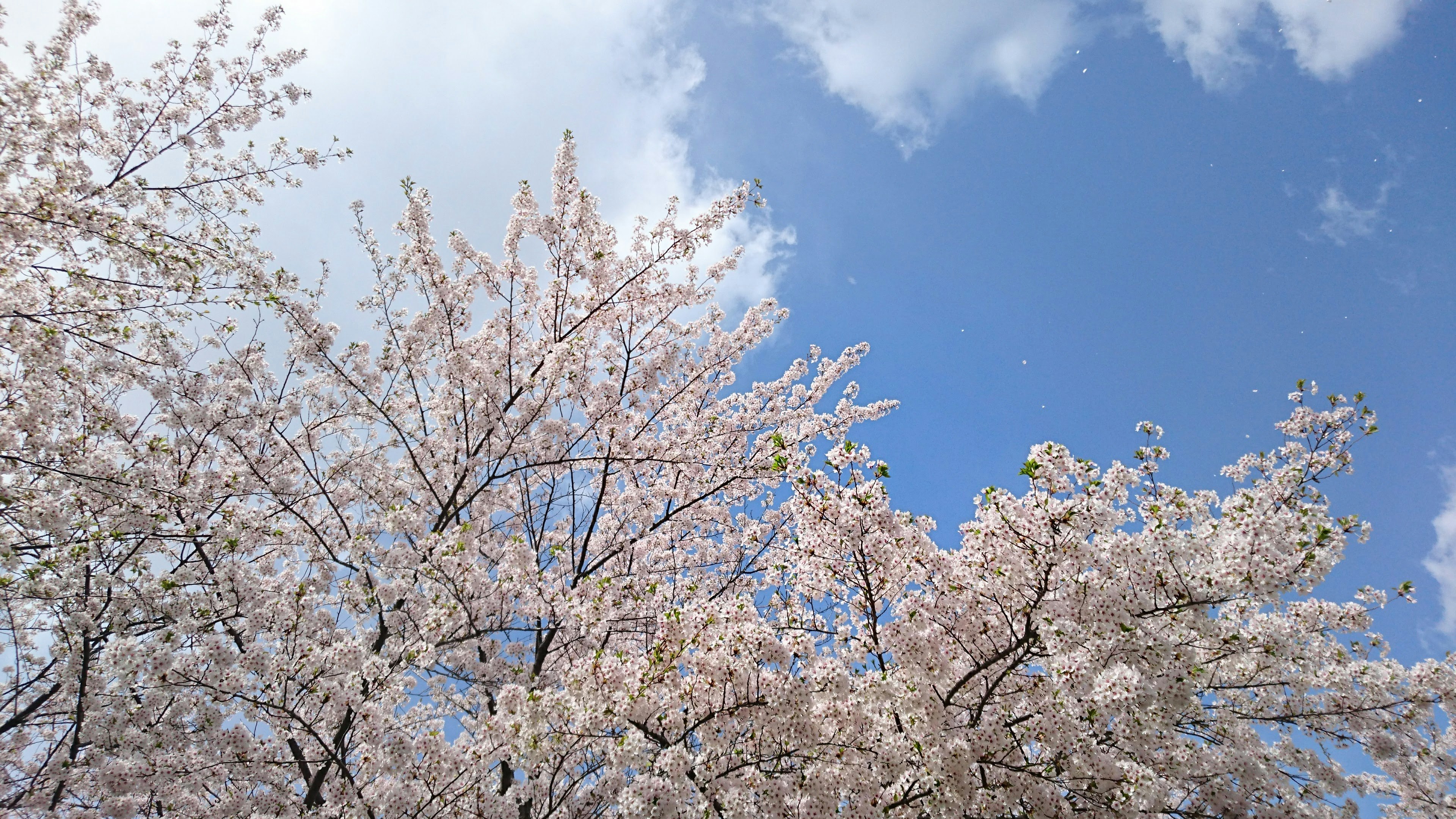 櫻花樹枝映襯藍天