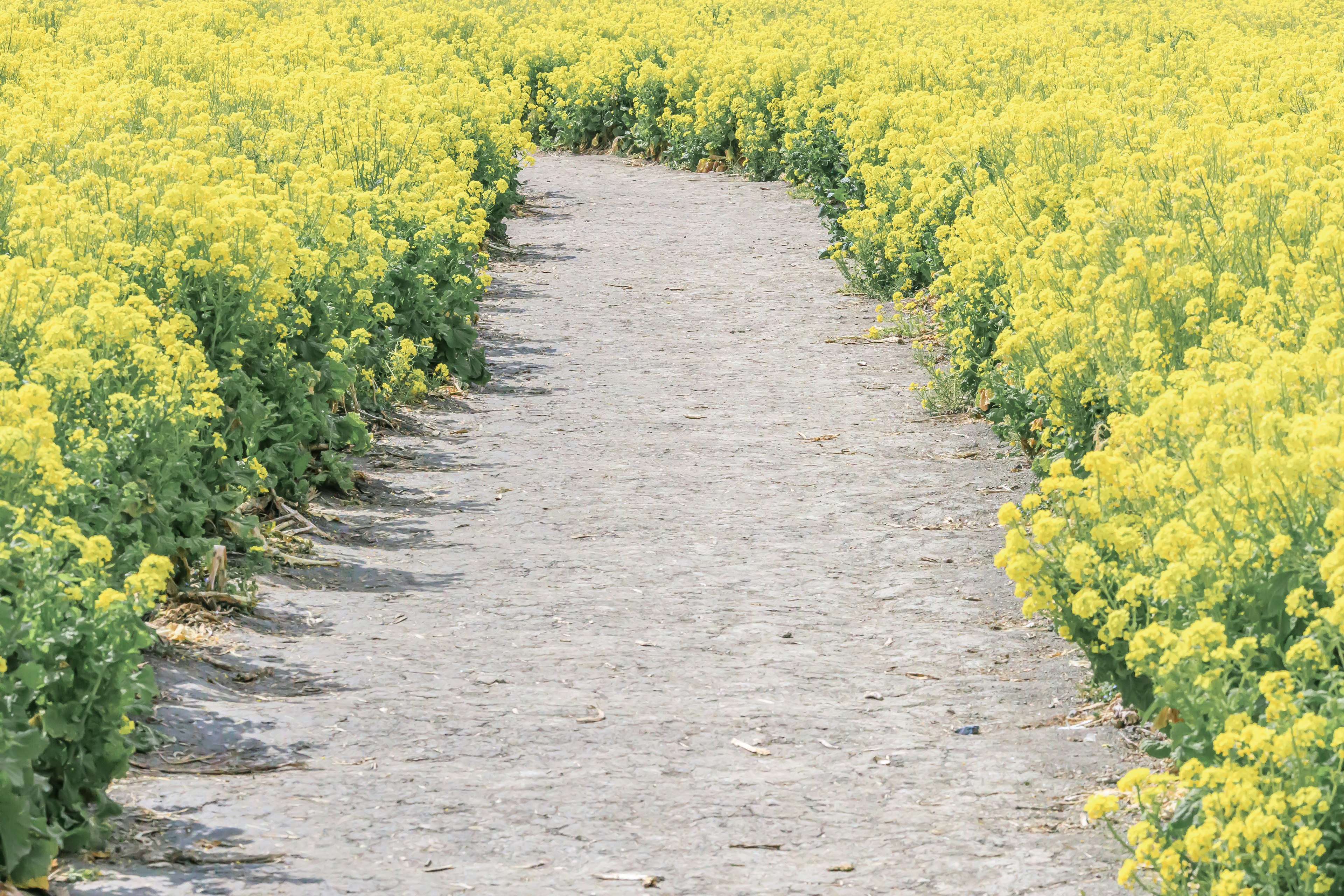 Pathway surrounded by bright yellow flowers