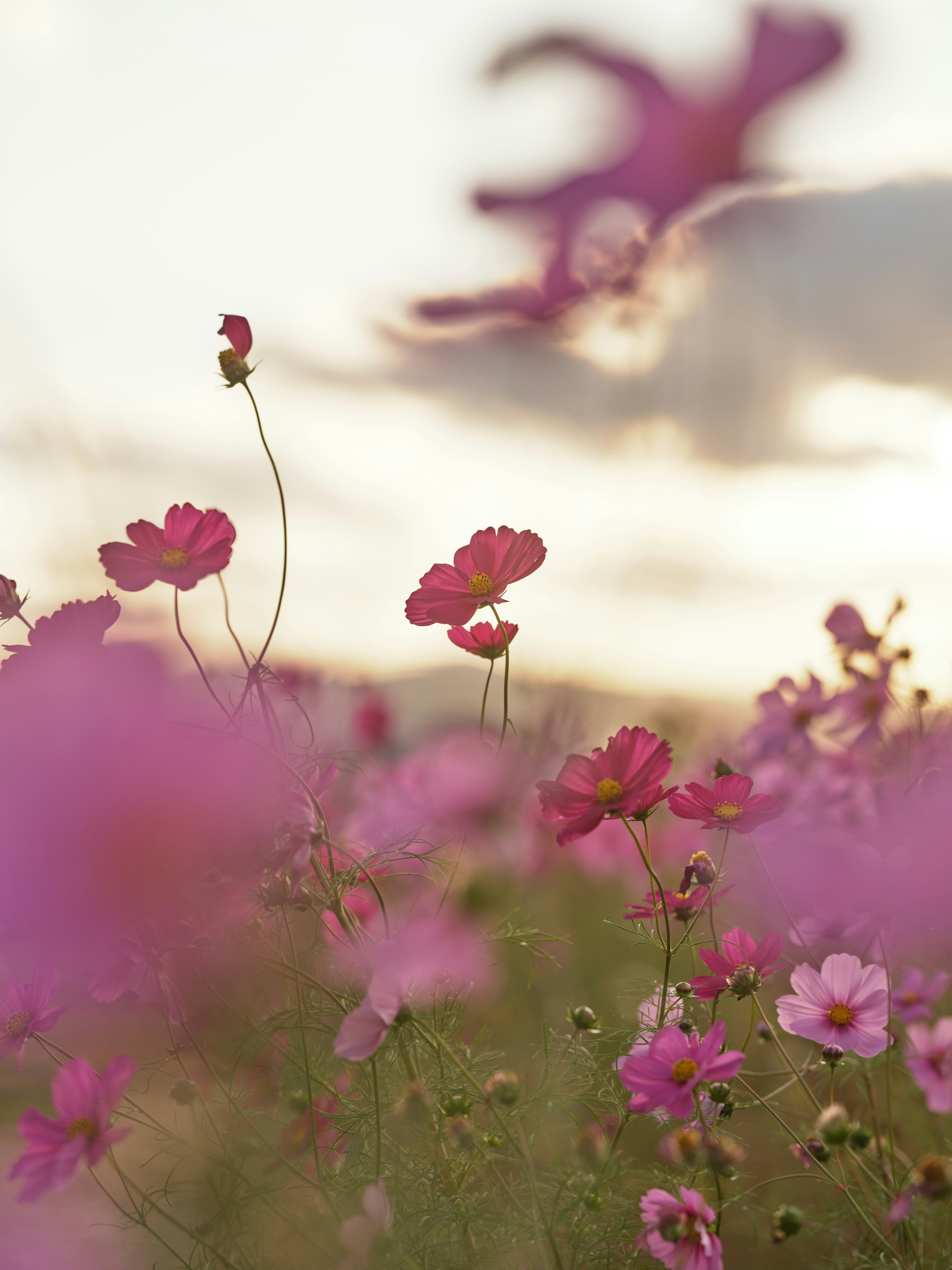 Bunga cosmos merah muda mekar di ladang saat matahari terbenam