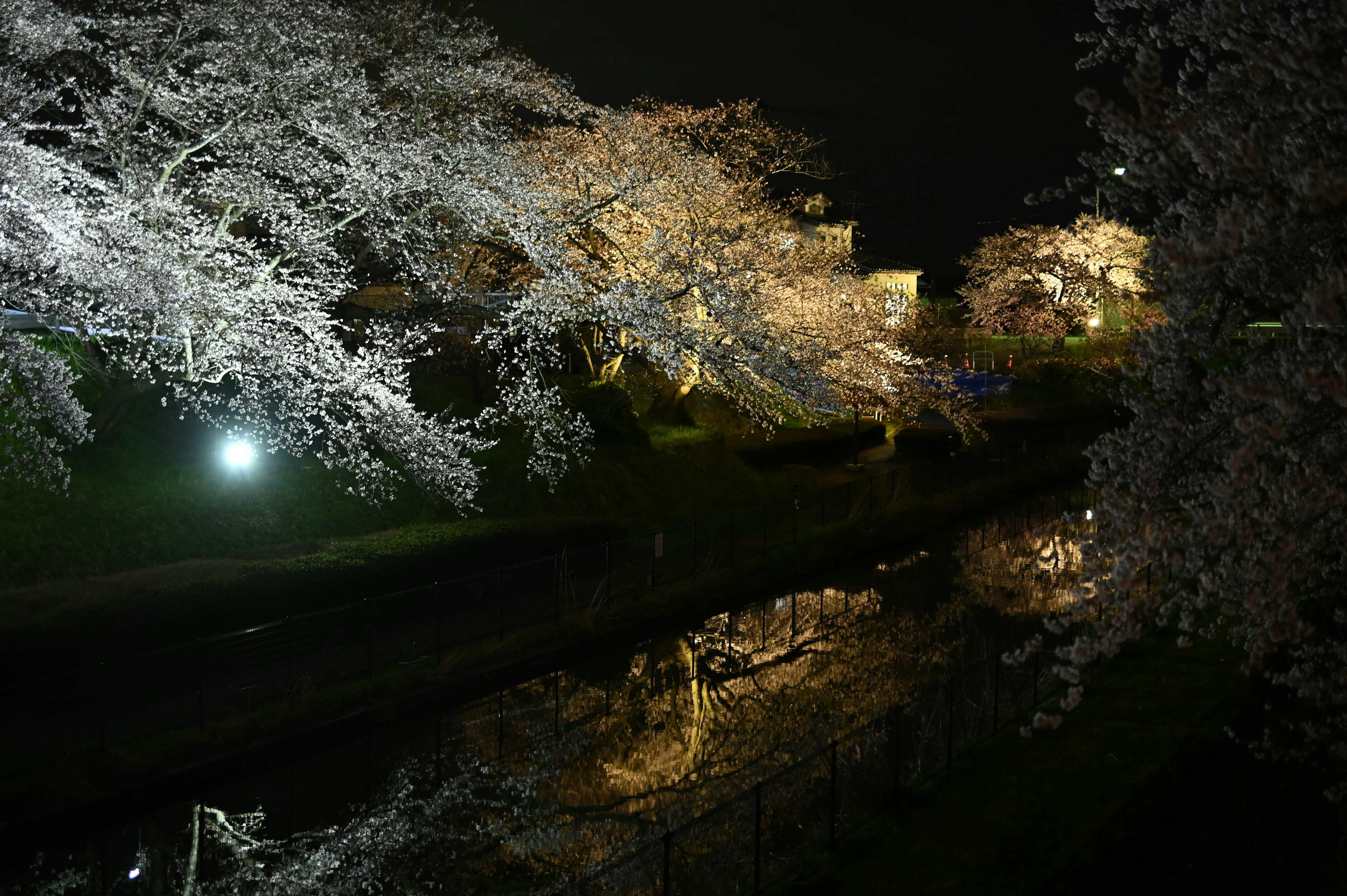 Indahnya bunga sakura malam hari yang terpantul di air