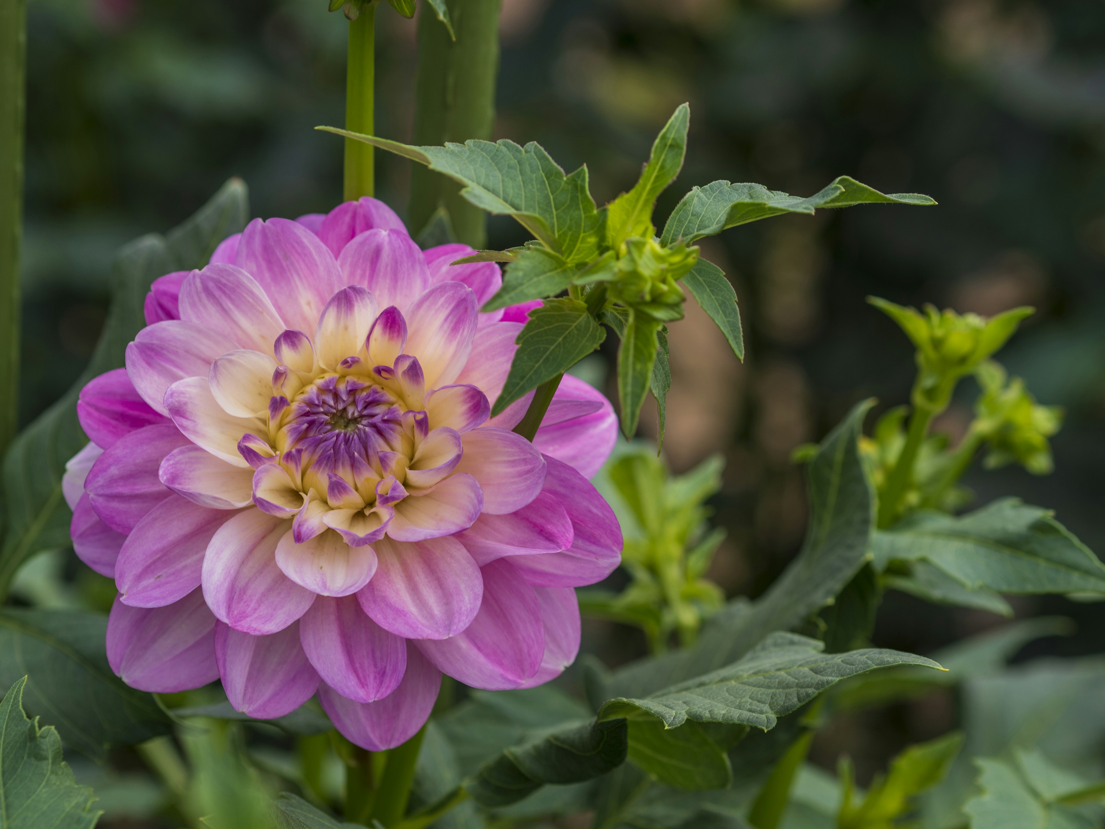 A vibrant pink dahlia flower blooming among green leaves