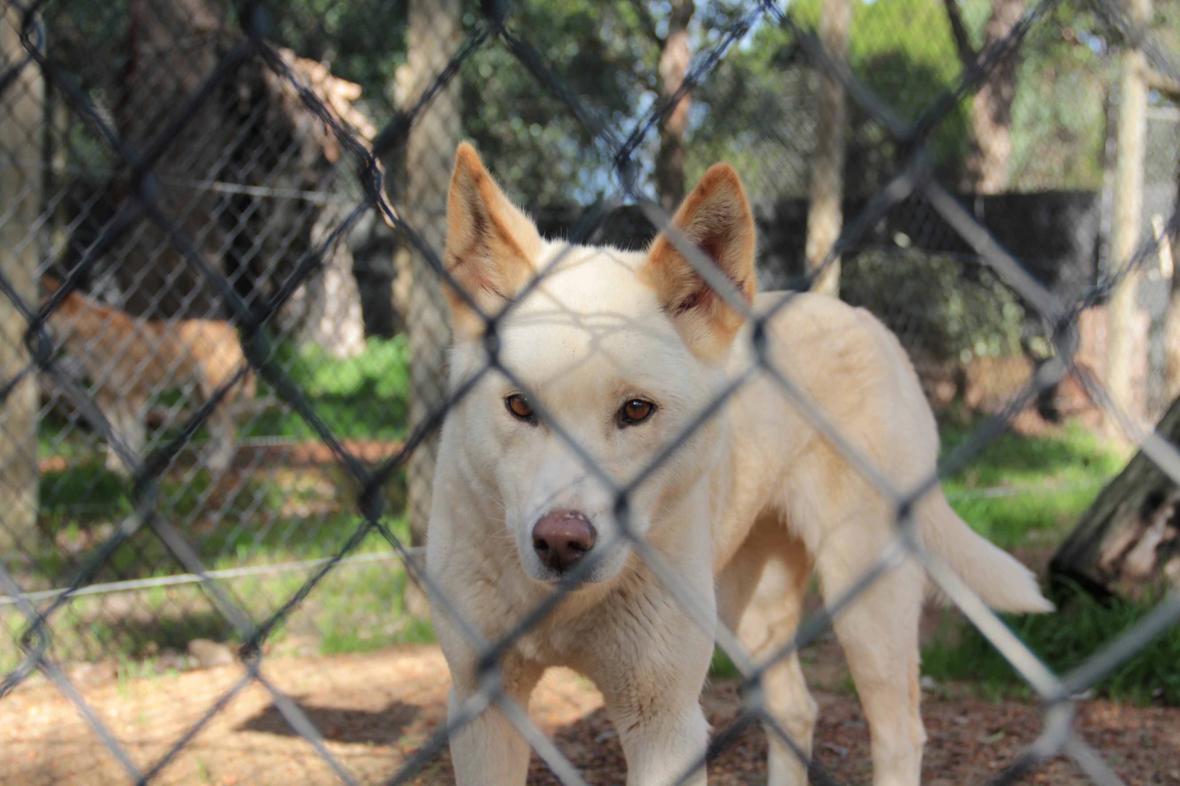 Gros plan d'un chien blanc vu à travers une clôture