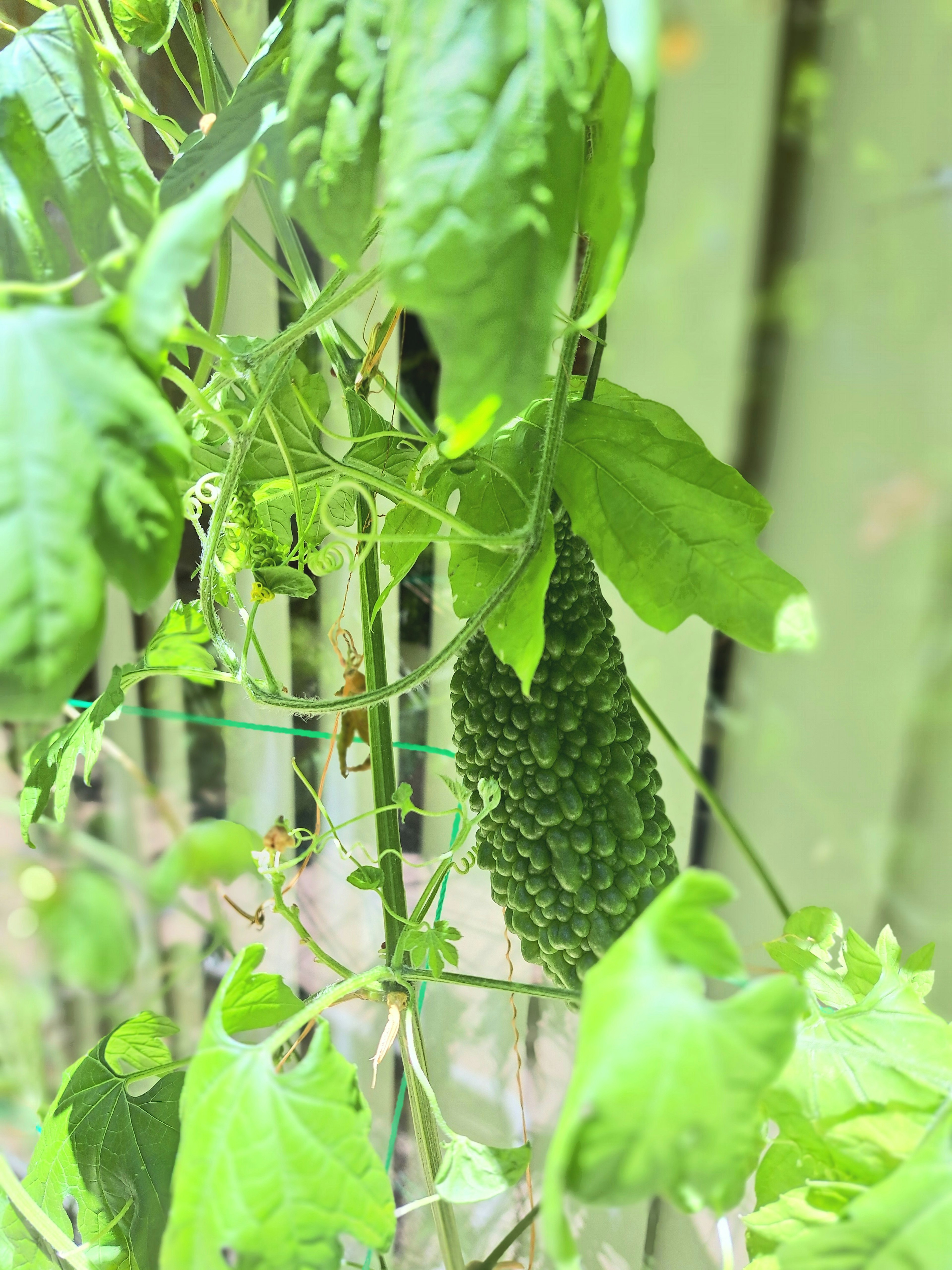 Buah pare tergantung di antara daun hijau