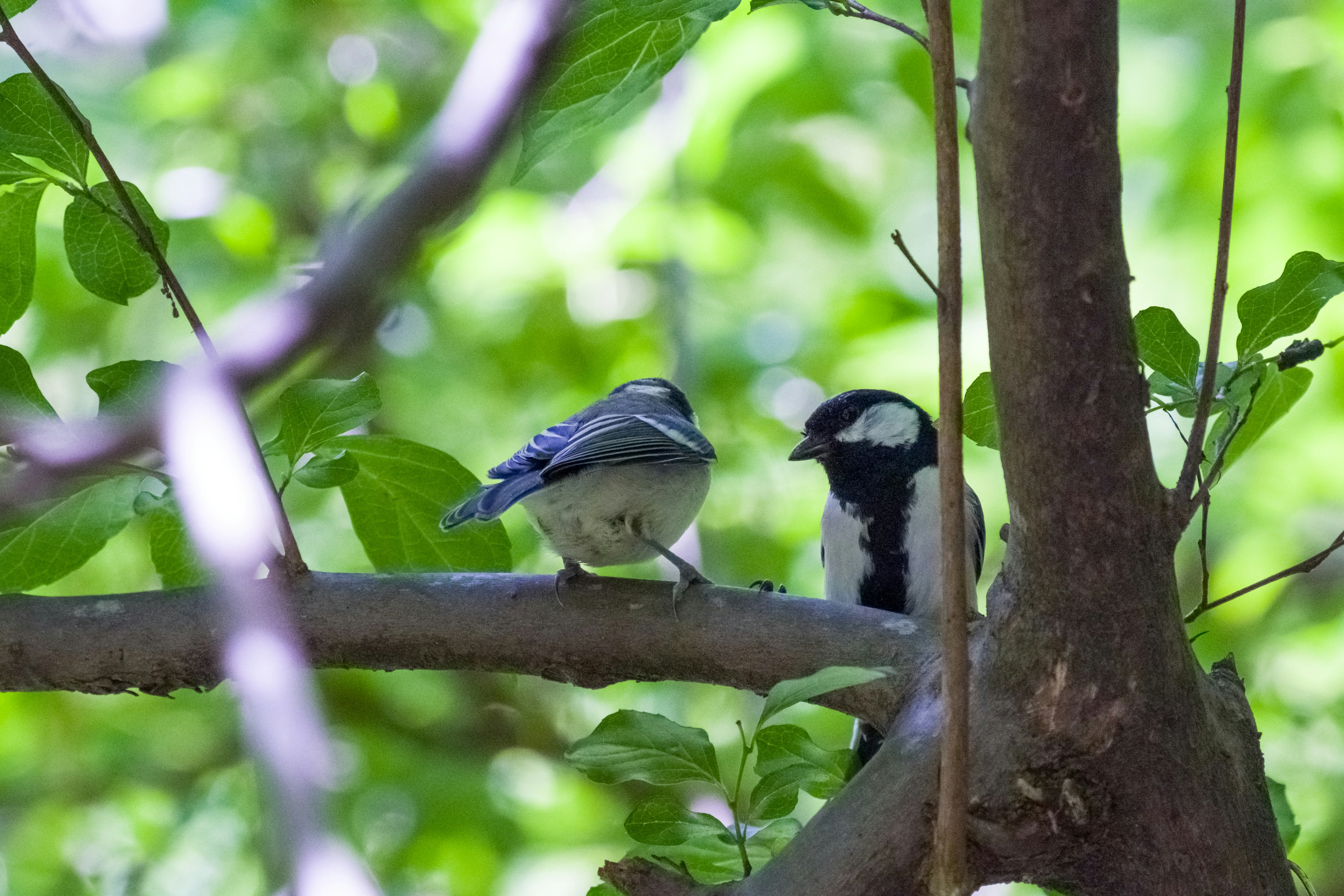 Dos pájaros posados en una rama rodeados de hojas verdes