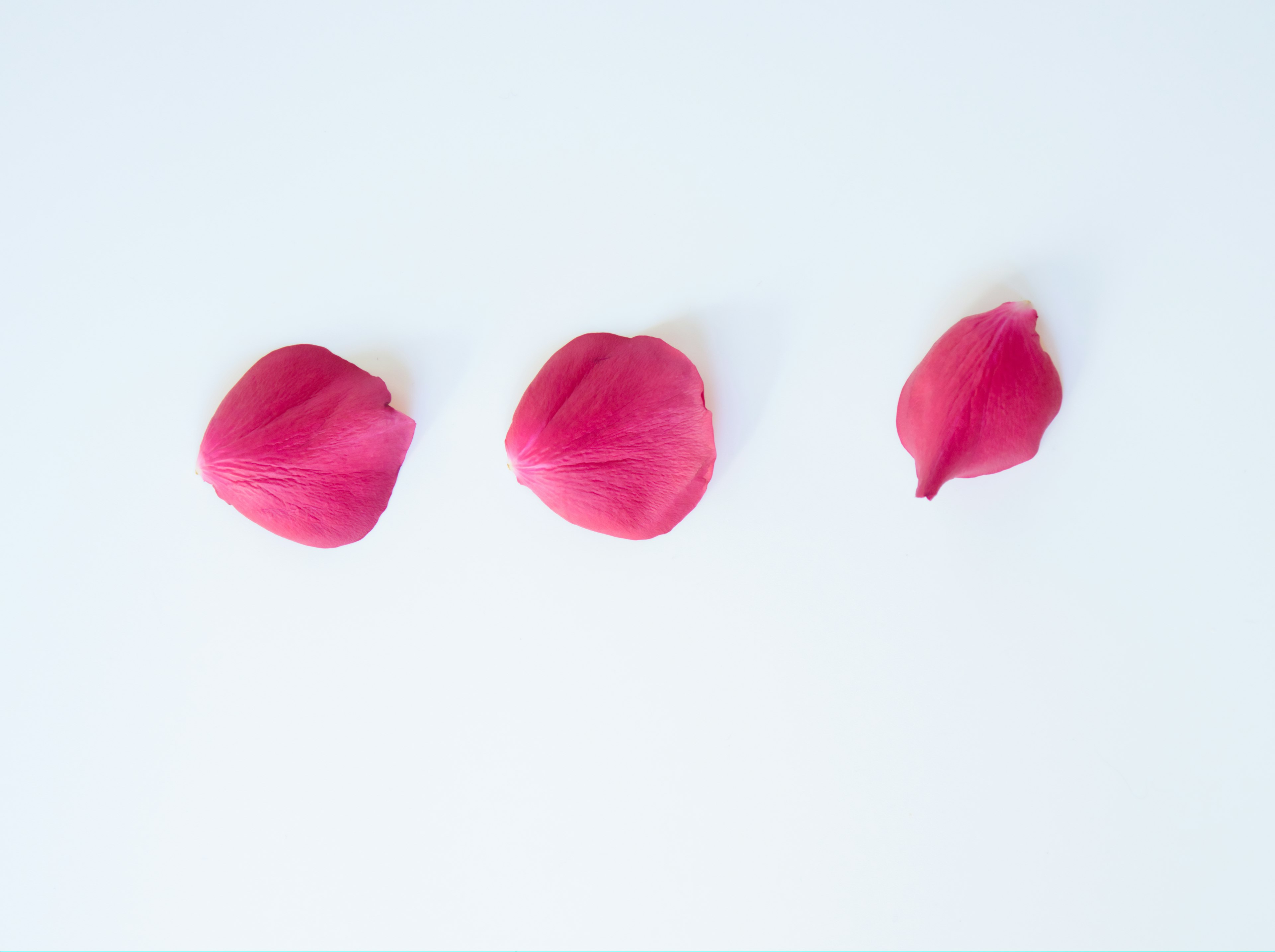 Trois pétales roses disposés sur un fond blanc