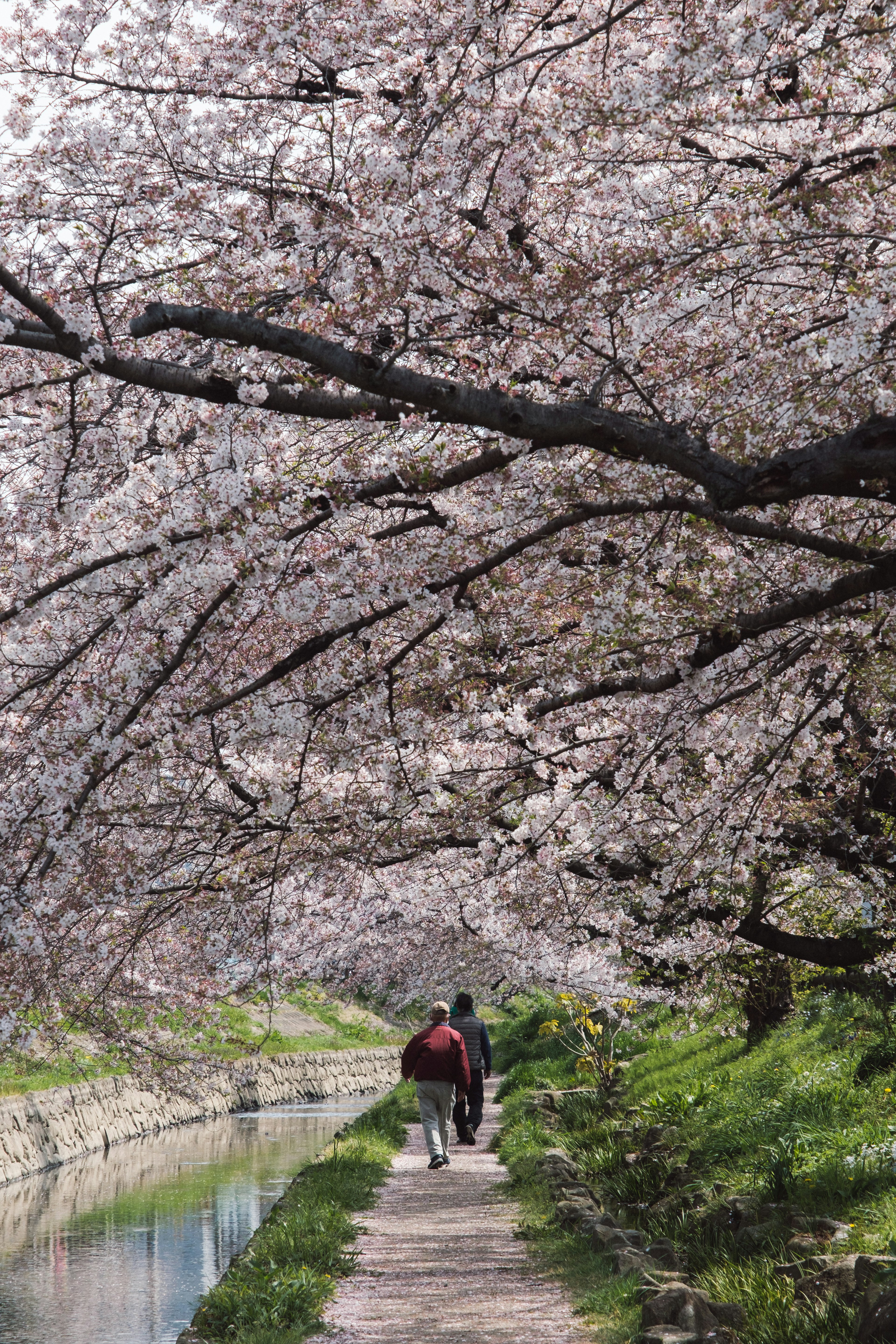 桜の木の下を歩くカップルの風景