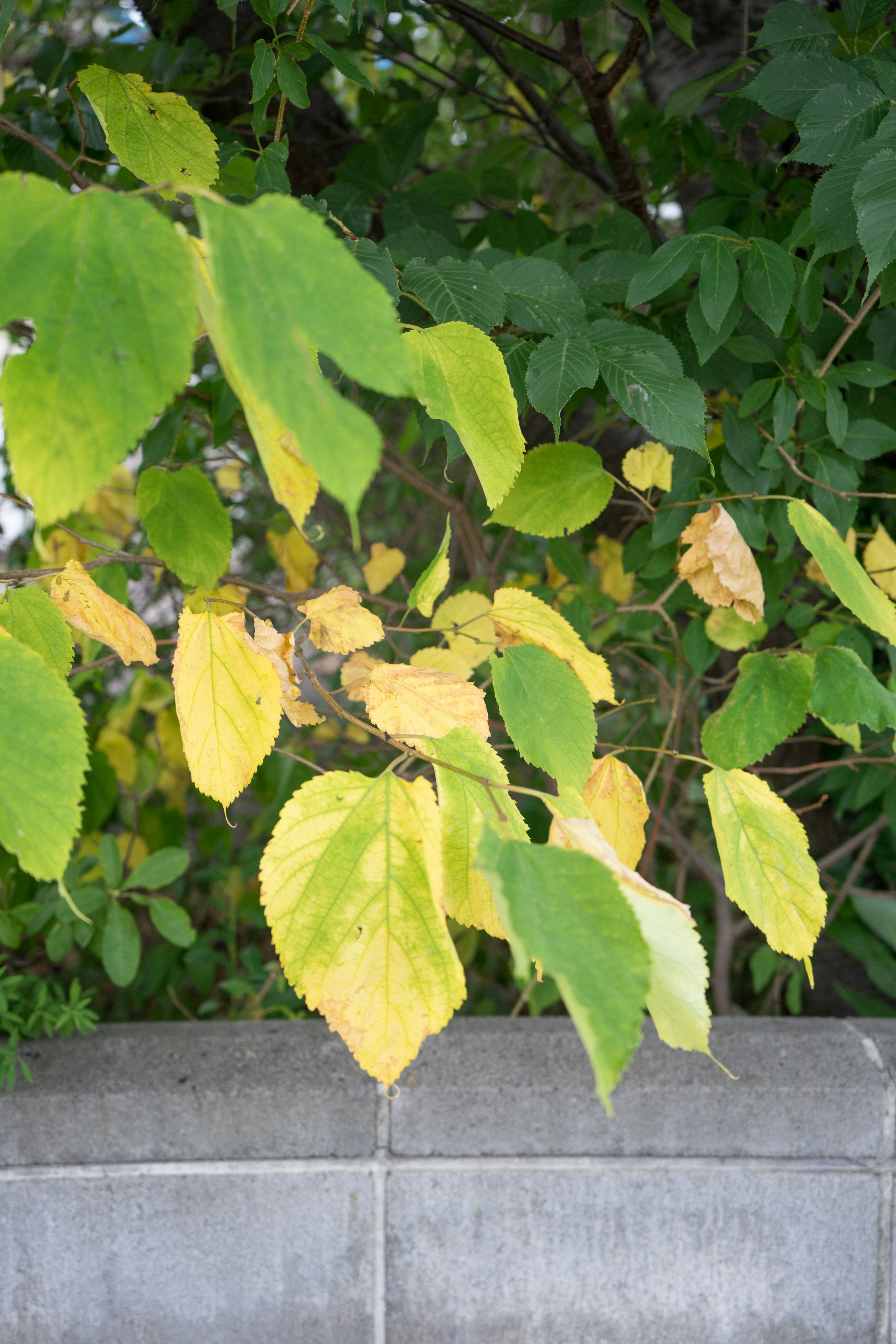 Branch with green and yellow leaves against a blurred background