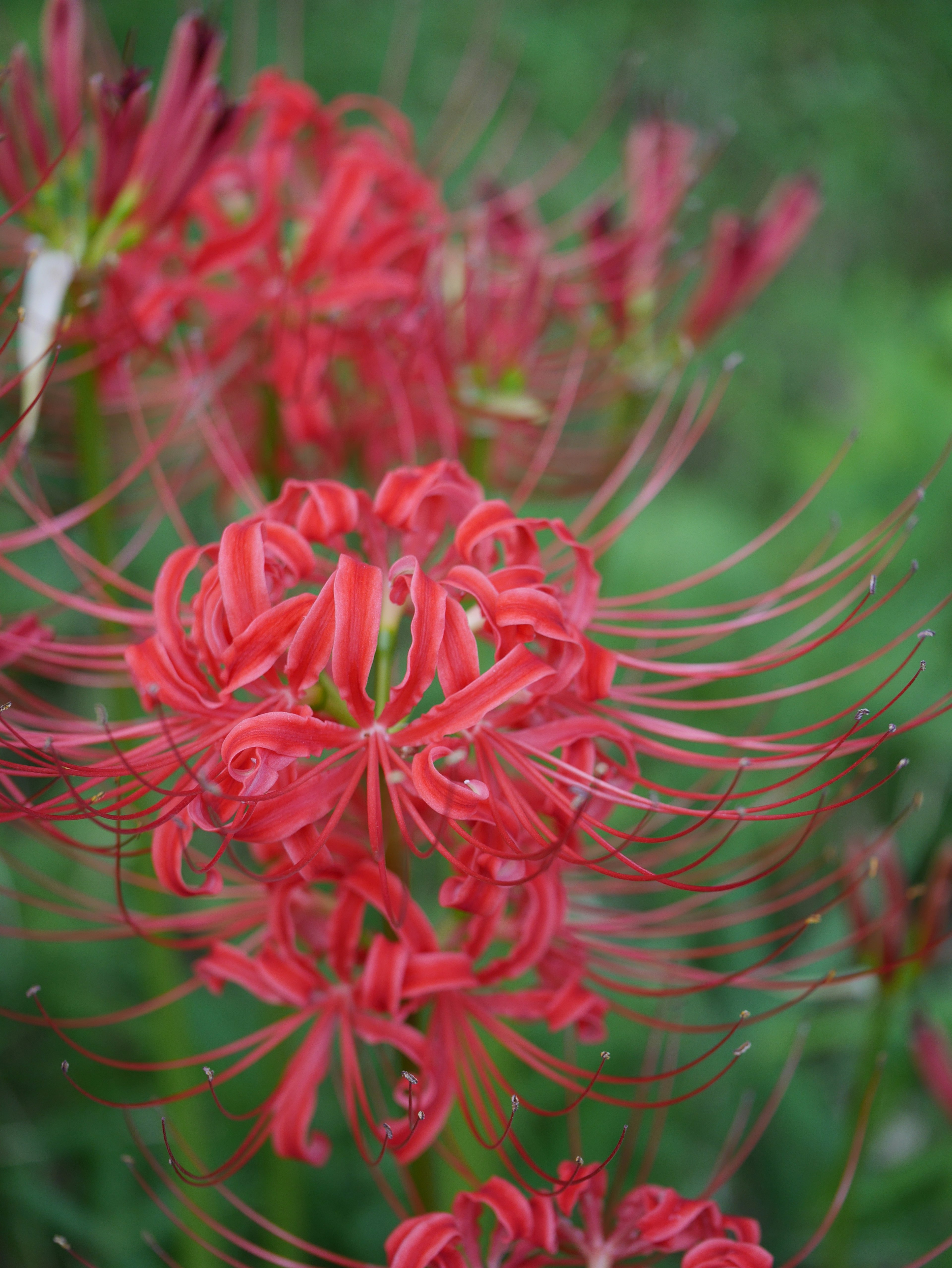 Rote Spinnenlilienblüten mit einzigartigen Blütenblättern vor grünem Hintergrund