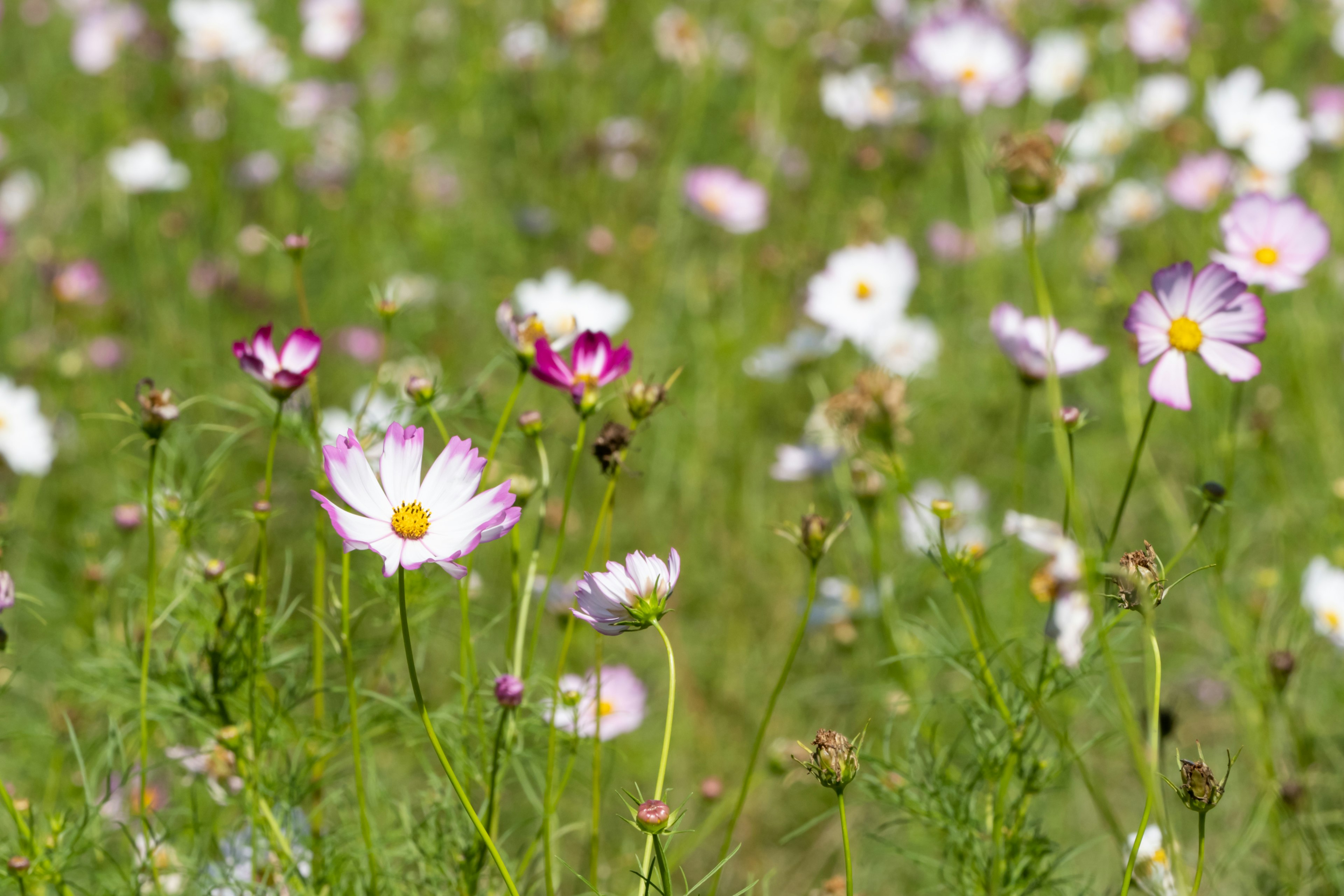 Colorful flowers blooming in a green meadow