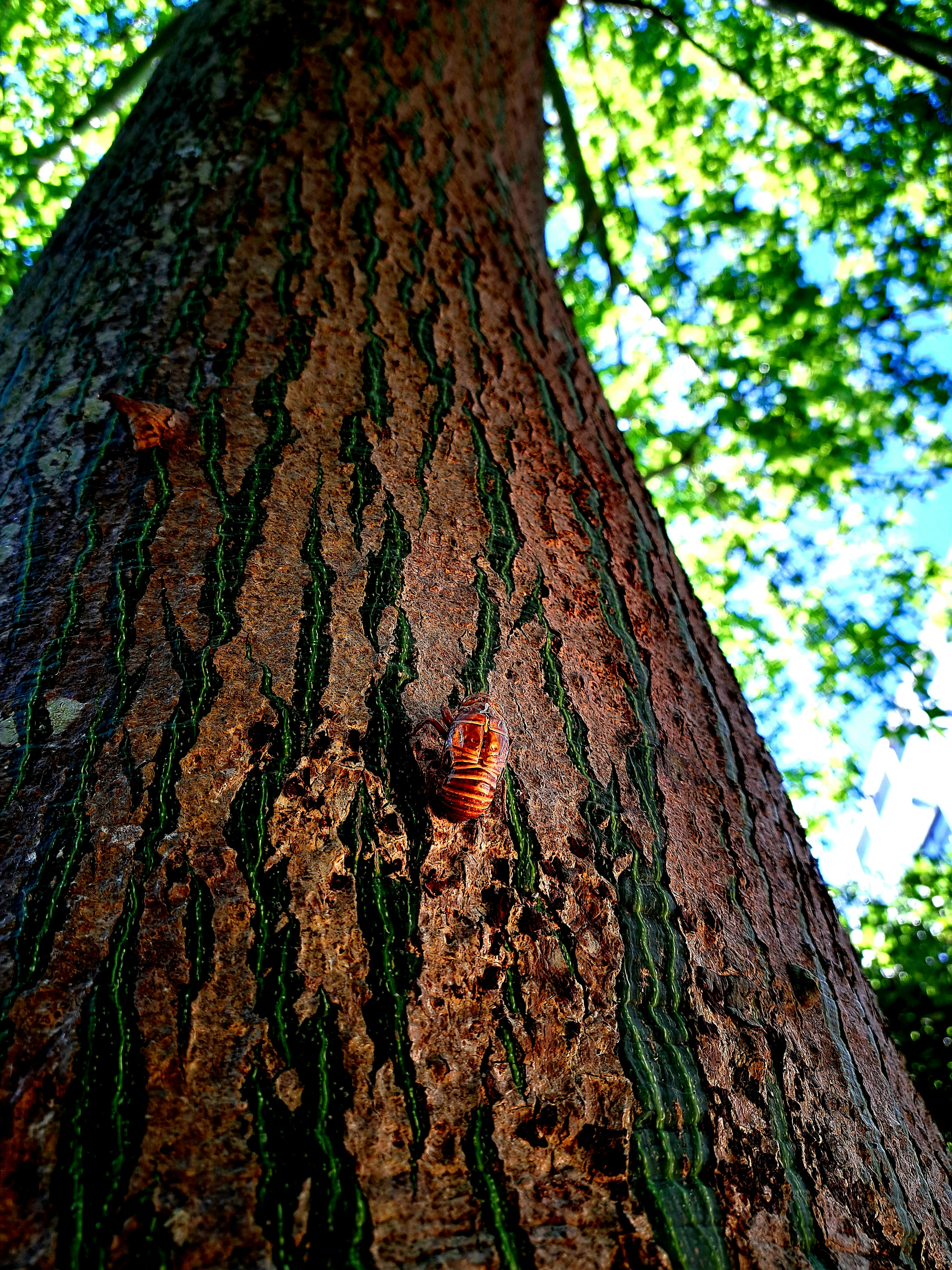 Close-up of a tree trunk with green leaves in the background