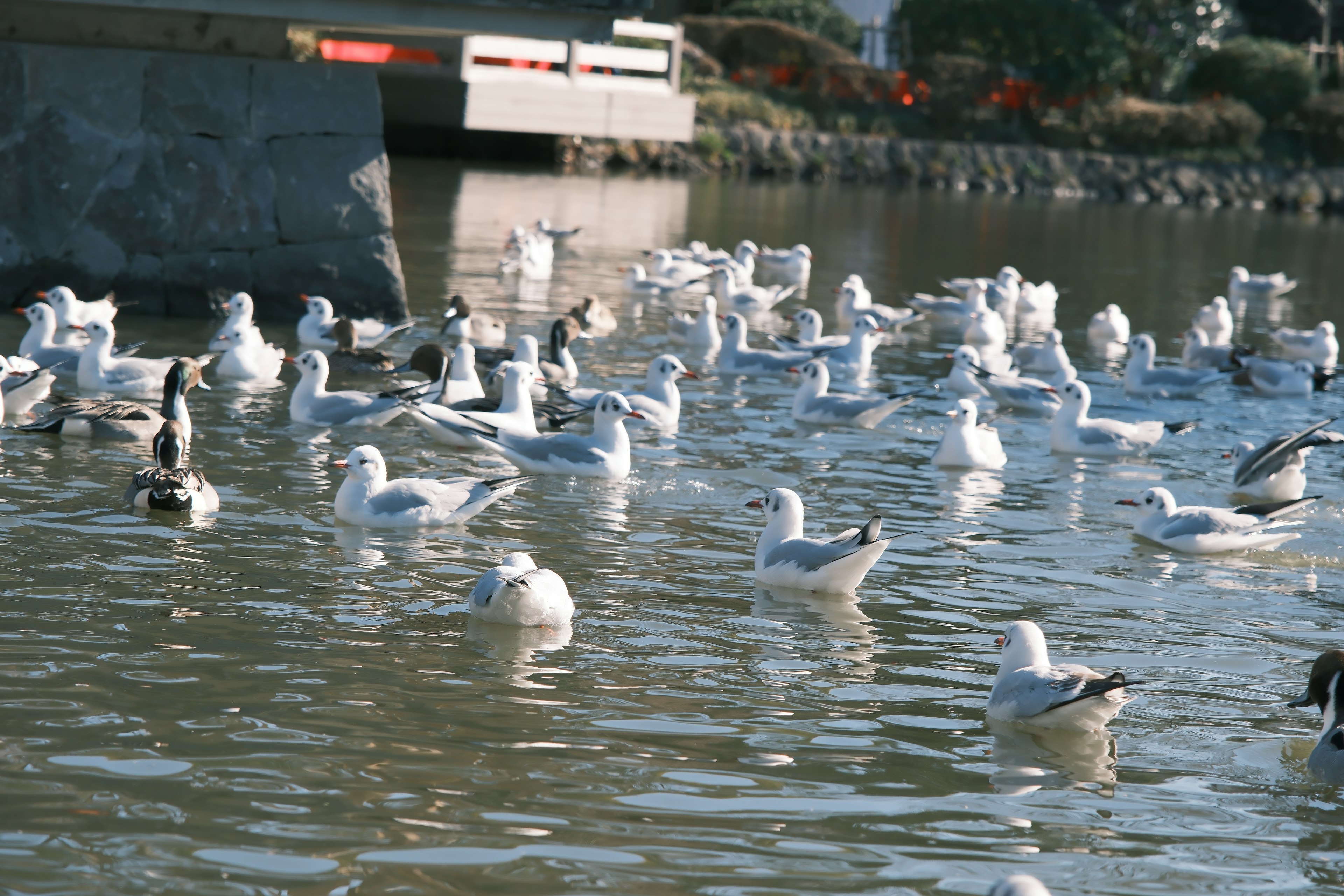 Un groupe d'oiseaux blancs sur l'eau avec un pont en arrière-plan