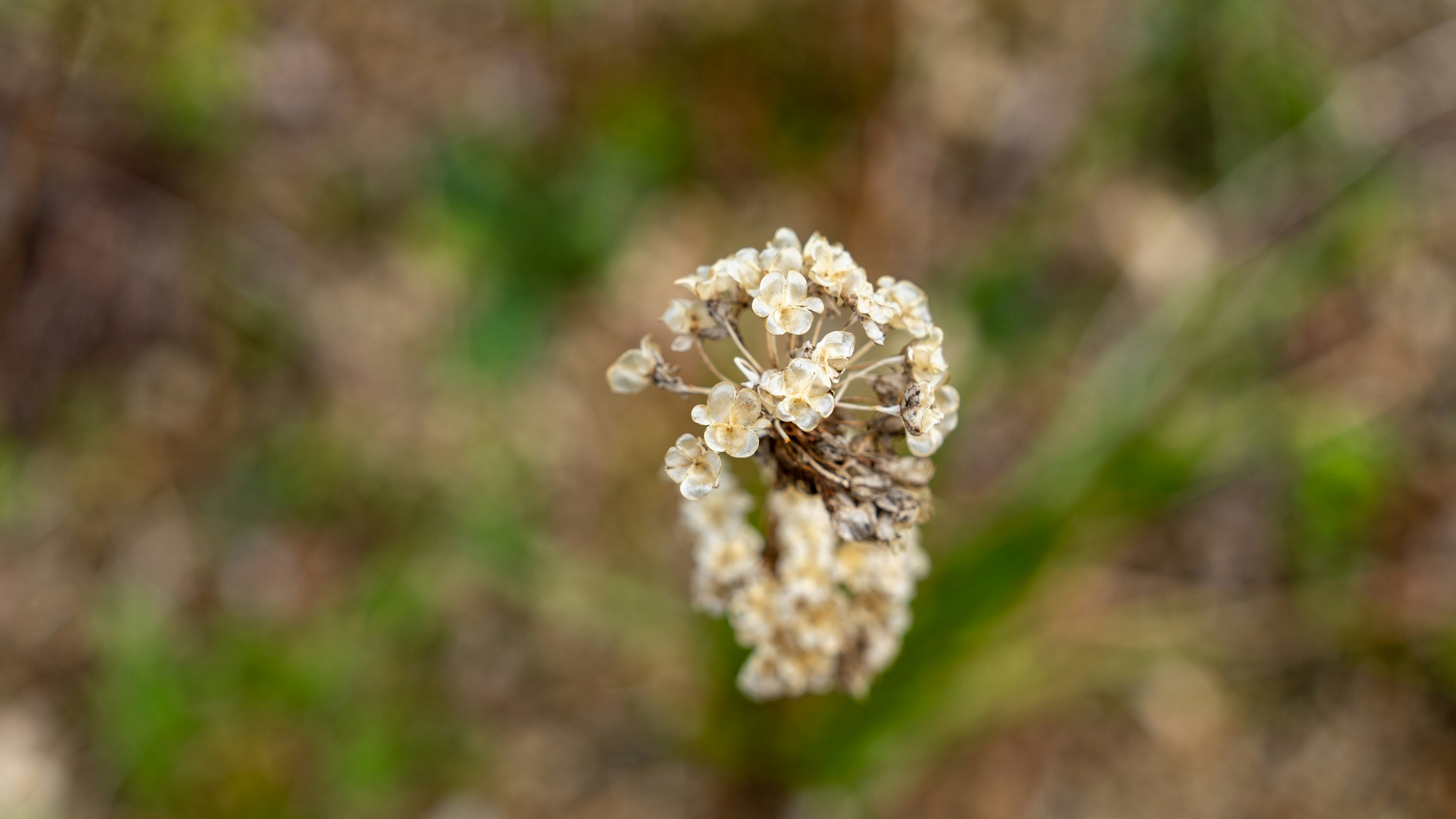 自然の中の枯れた花のクローズアップ